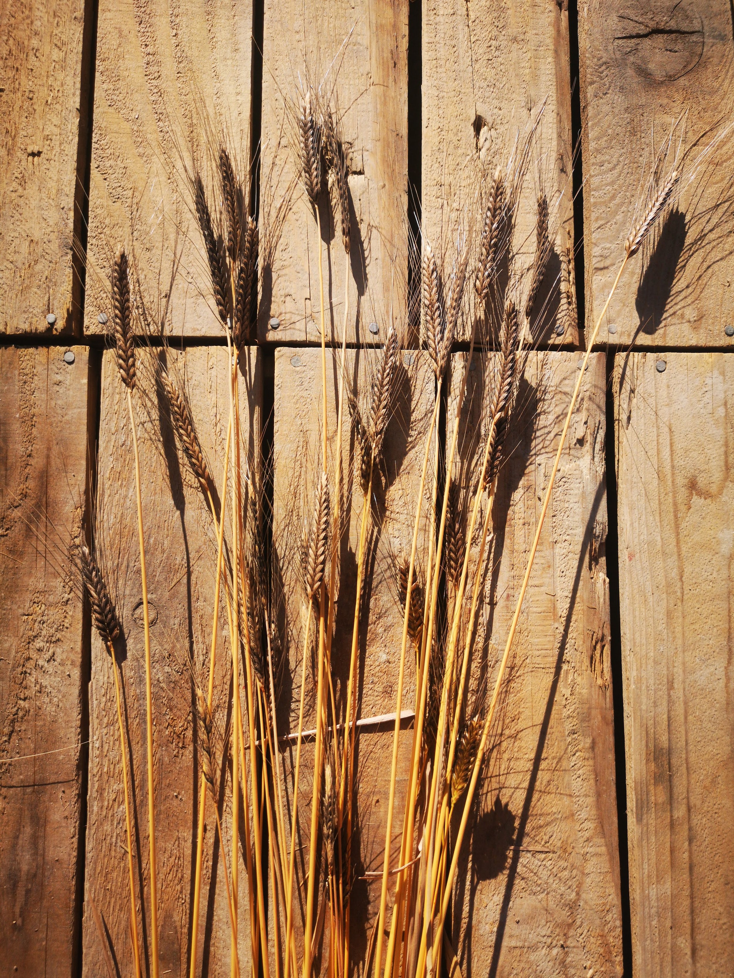 blackeinkorn3.jpeg