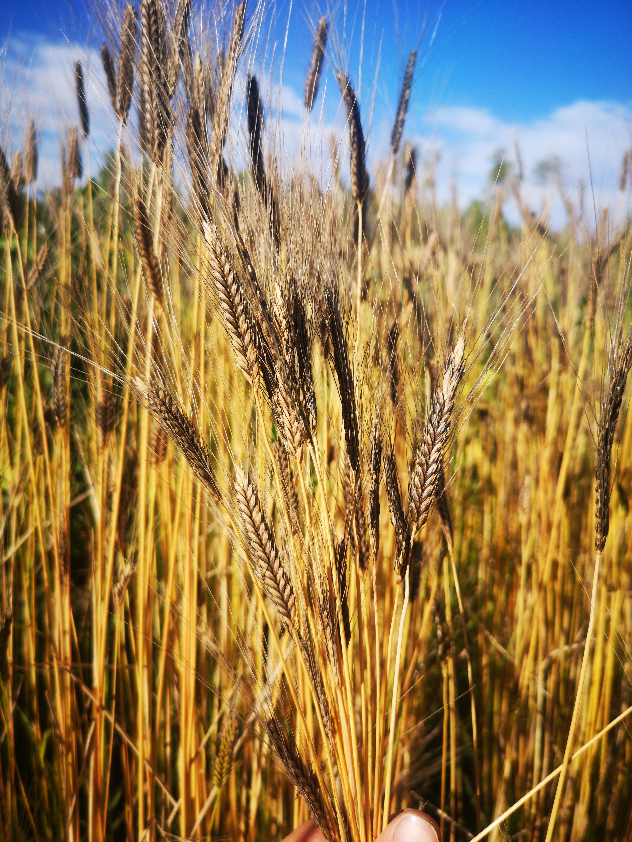 blackeinkorn.jpeg