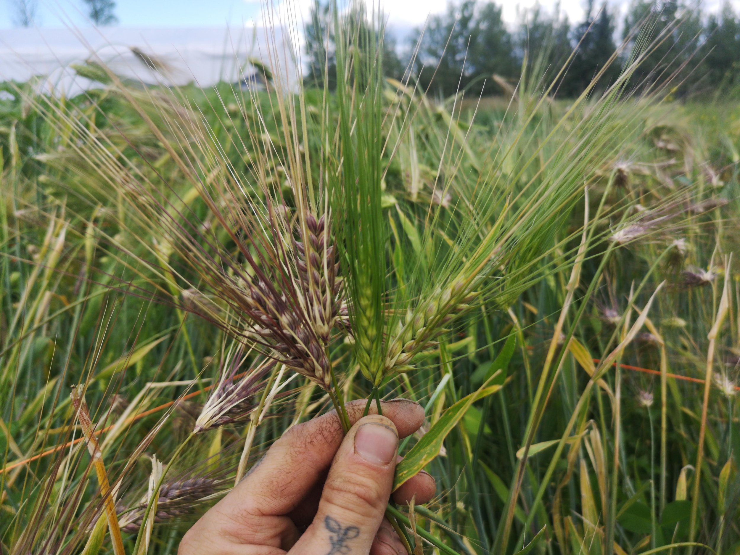 Arabian Blue, Barley