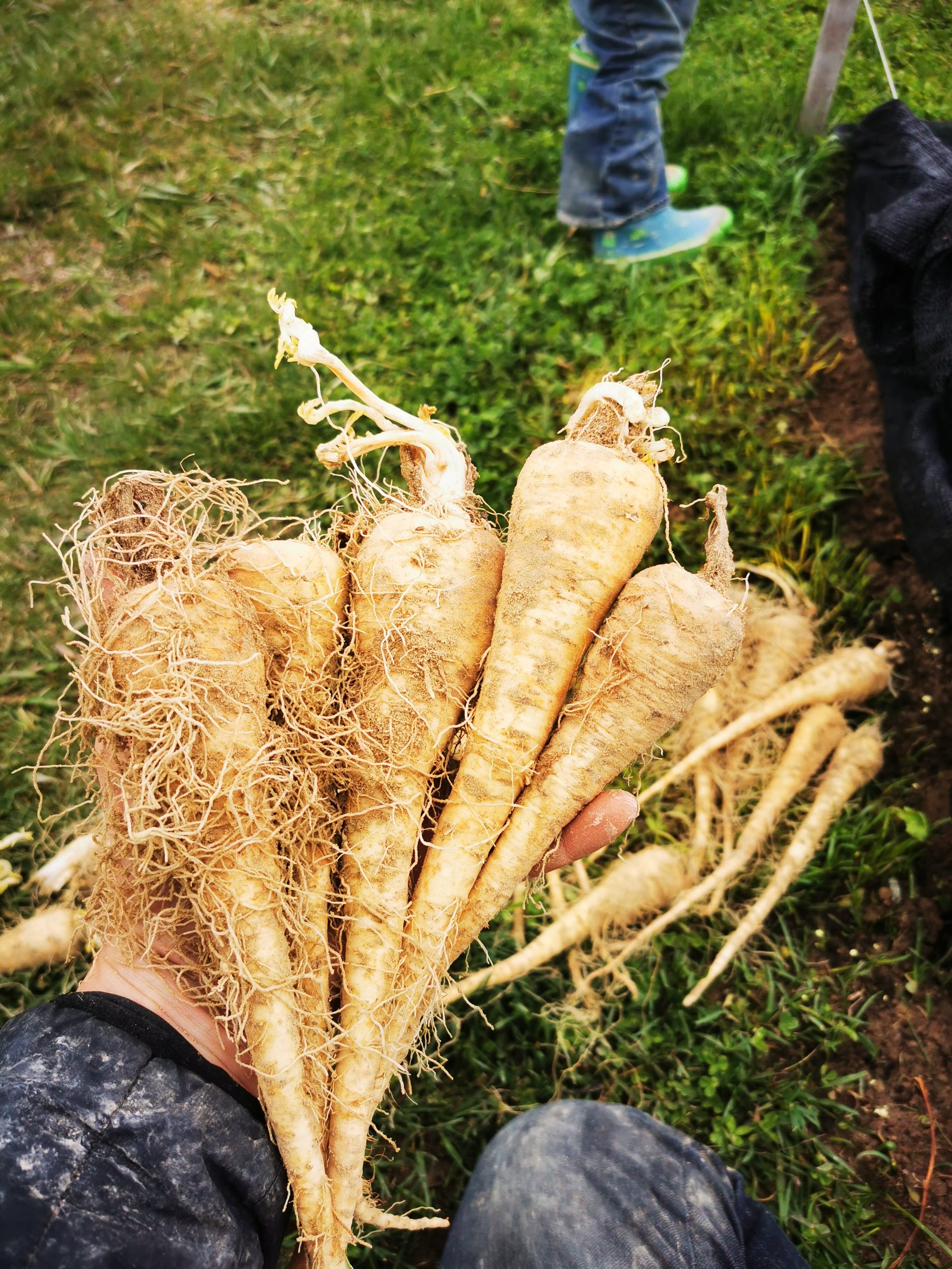 Harris Model, Parsnip