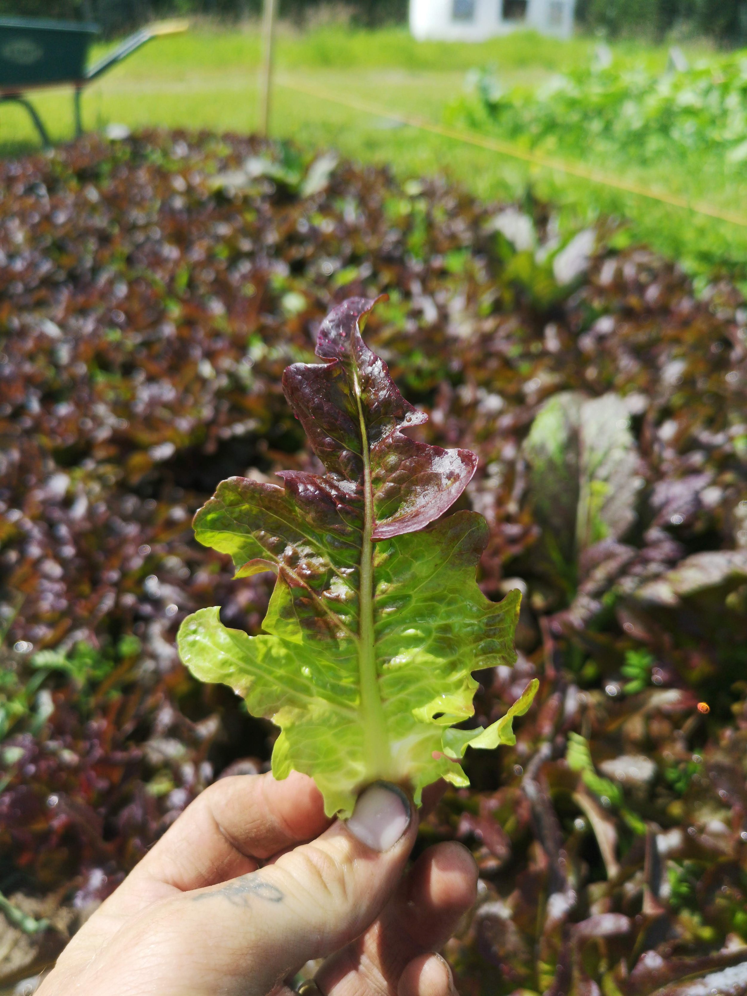 Bronze Arrow, Leaf Lettuce