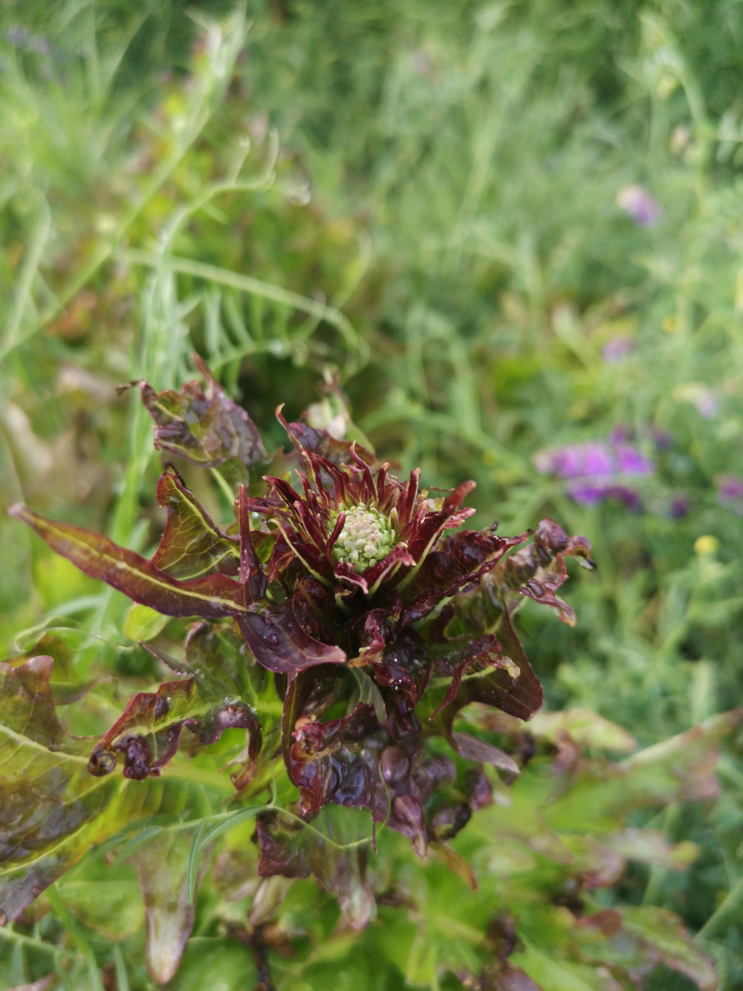 bronze arrow flower.jpg