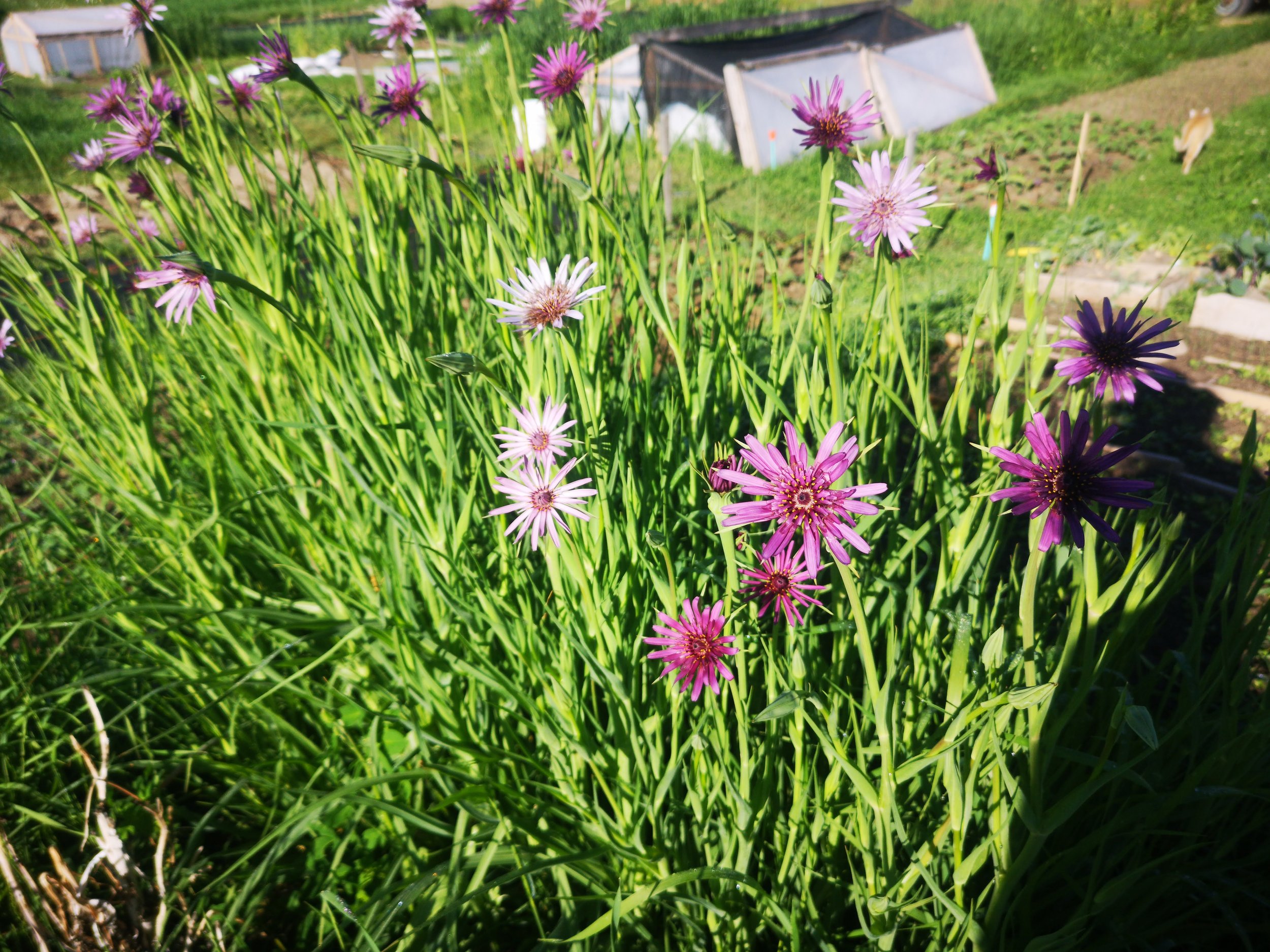 salsify3.jpg