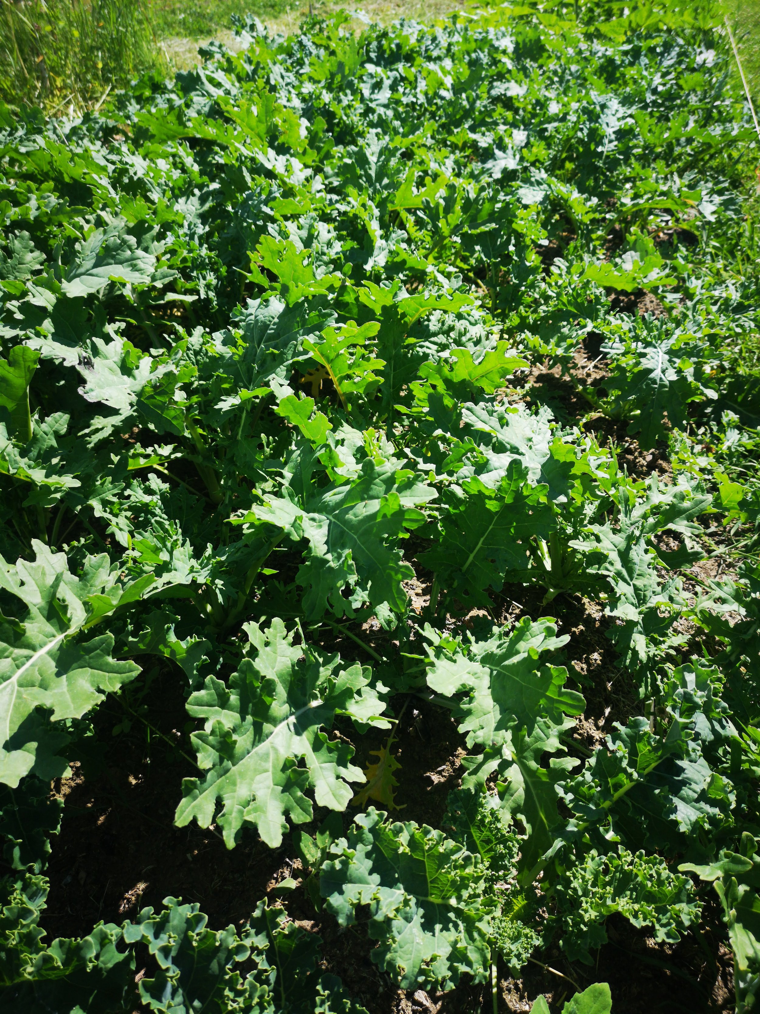 kale full.jpg