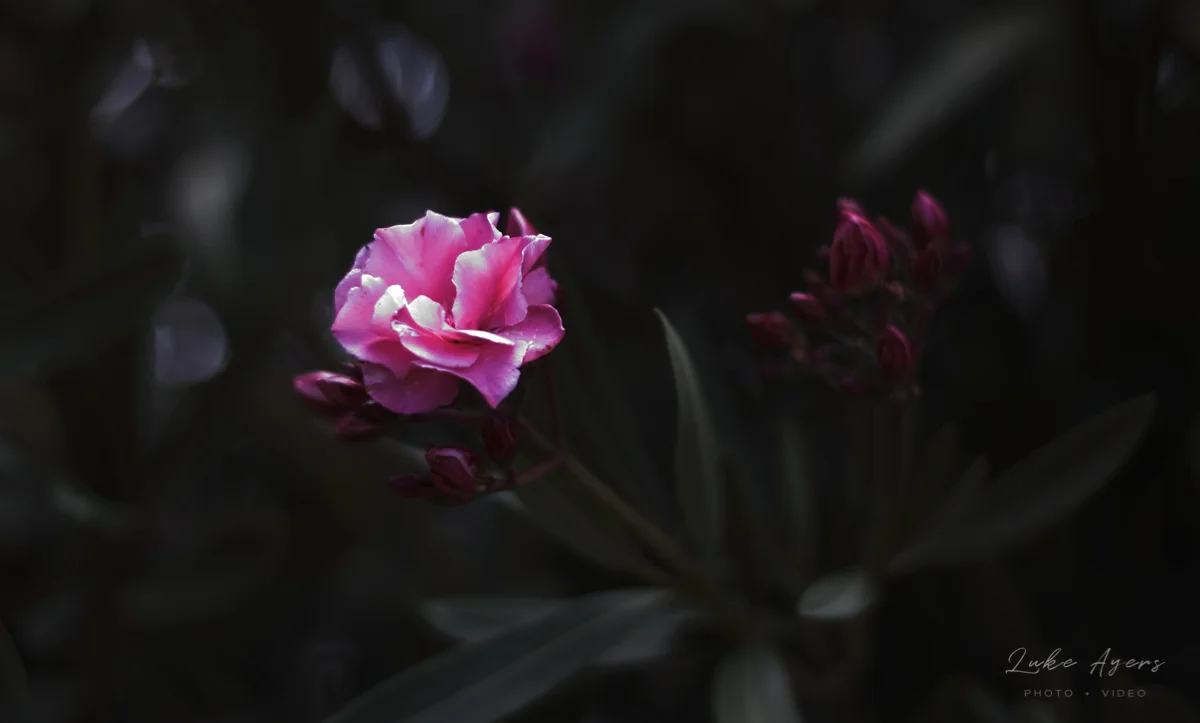 Wild Flower.jpg