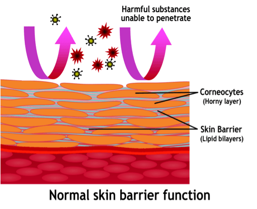 normal-skin-barrier-function.png