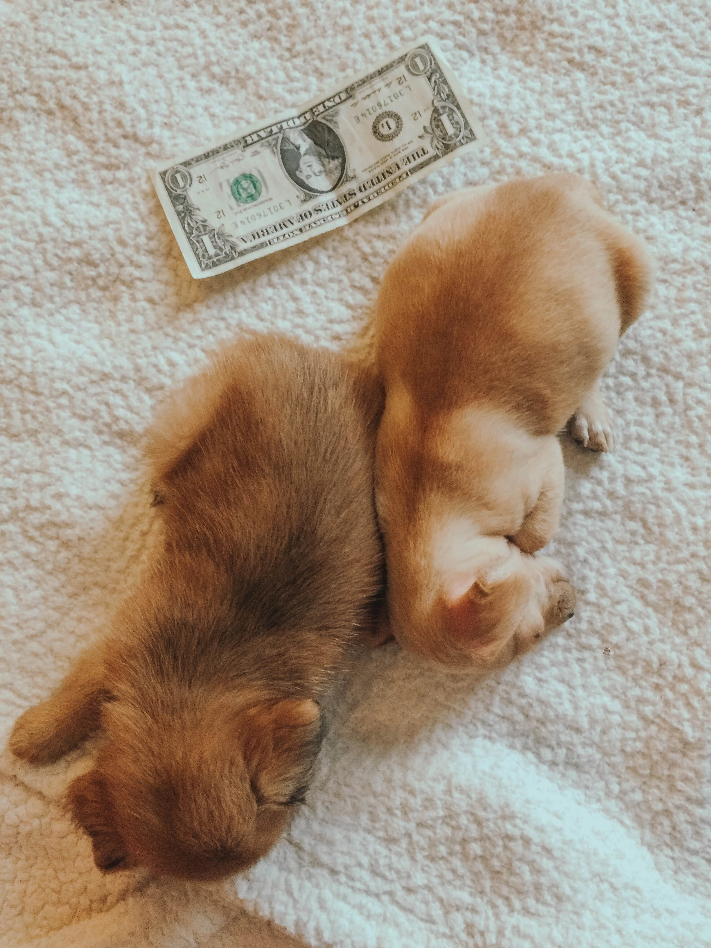 dogs4.jpg