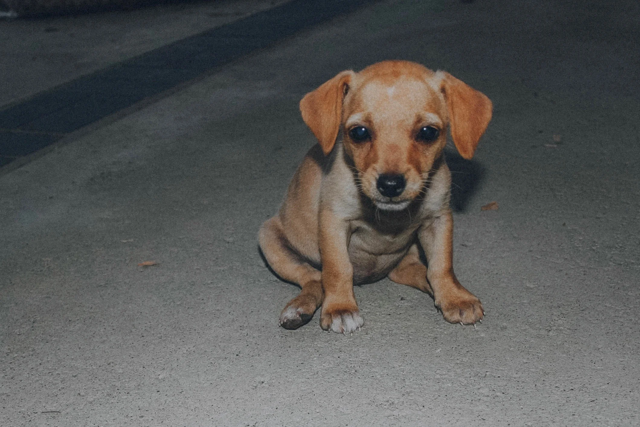 dogs2.jpg