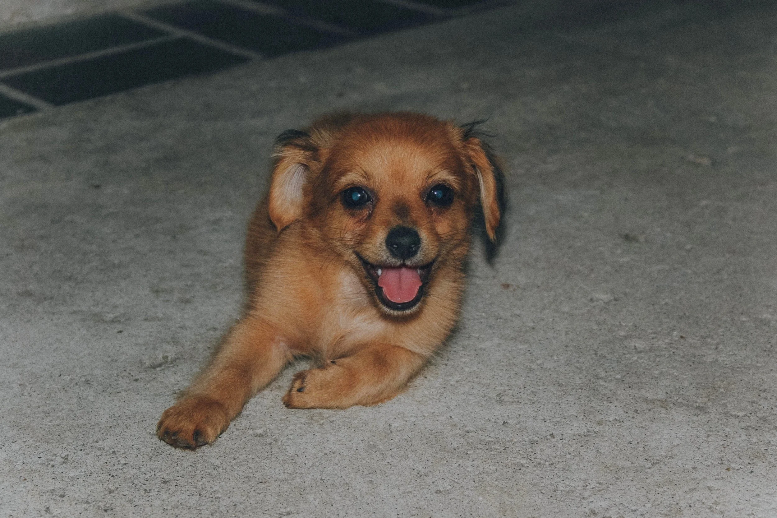 dogs3.jpg