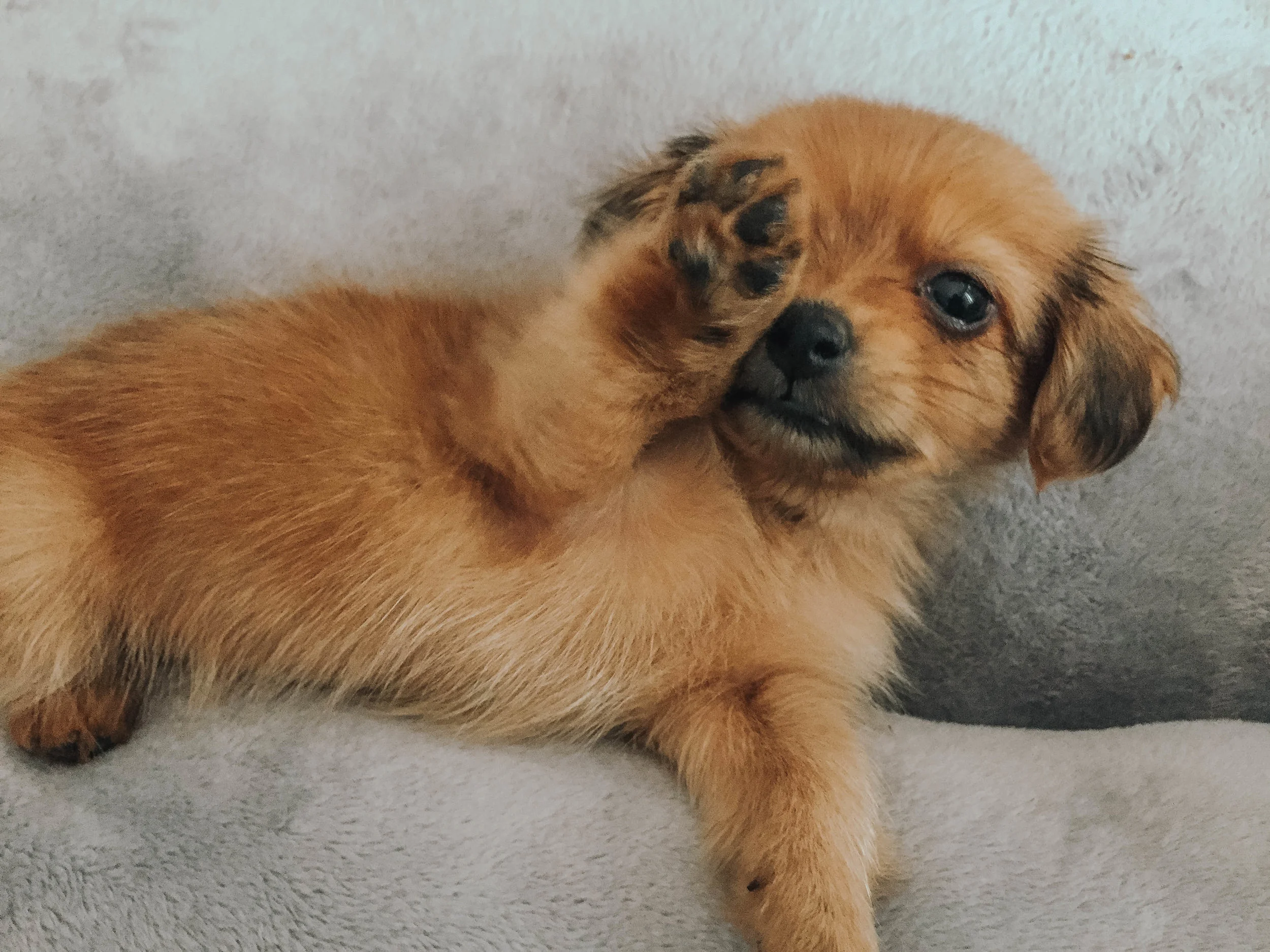 dogs10.jpg