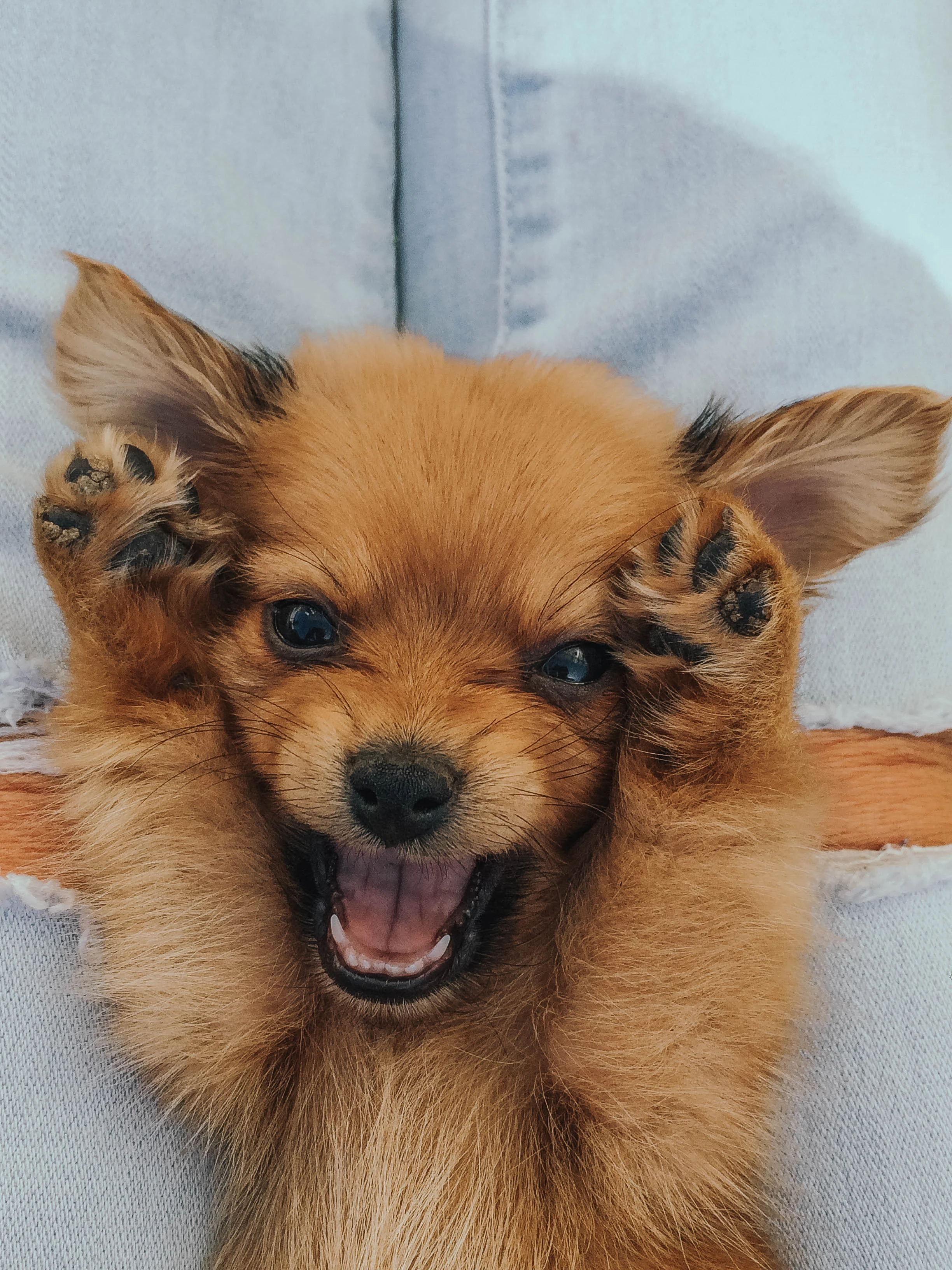 dogs9.jpg