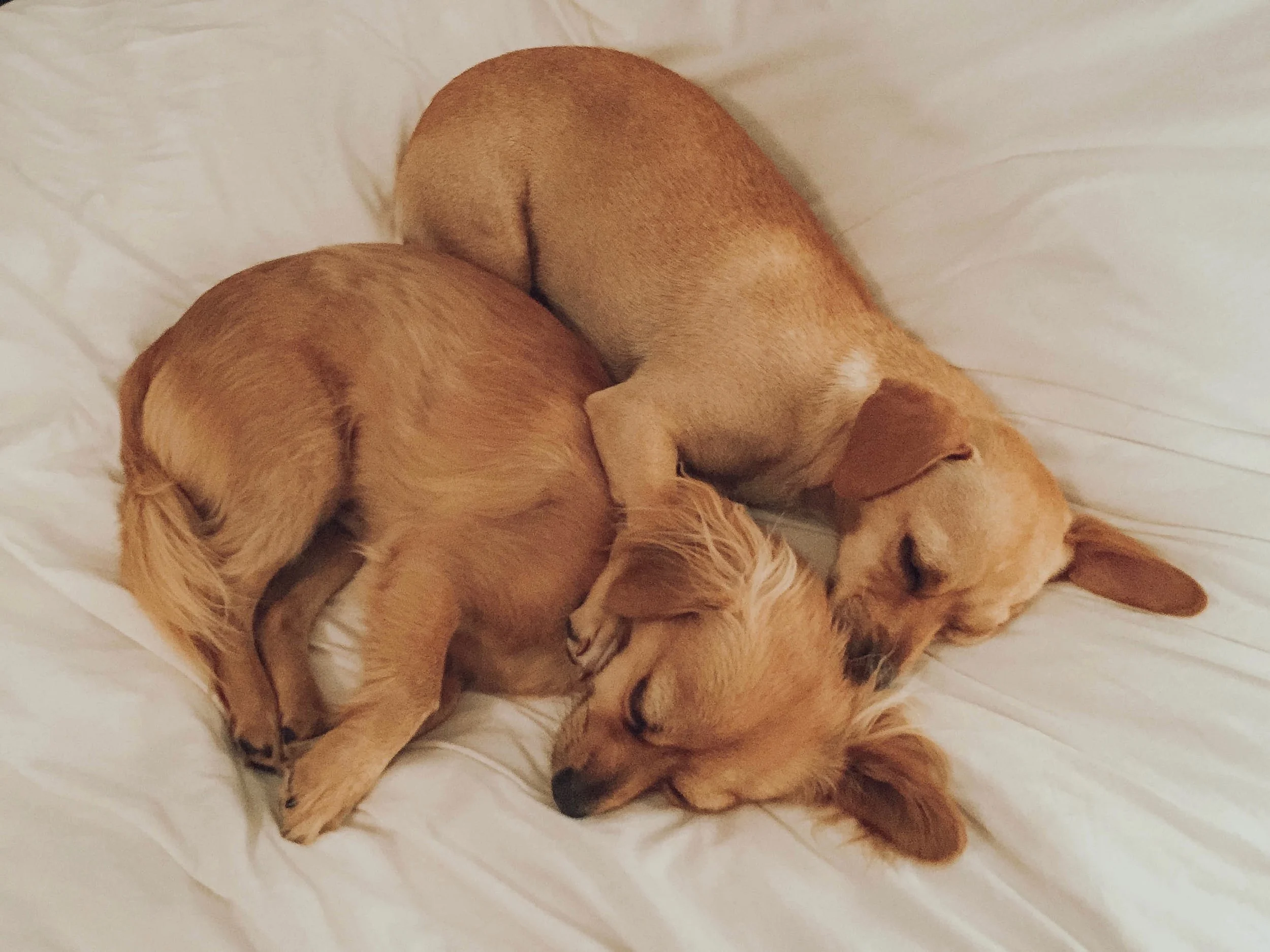 dogs11.jpg