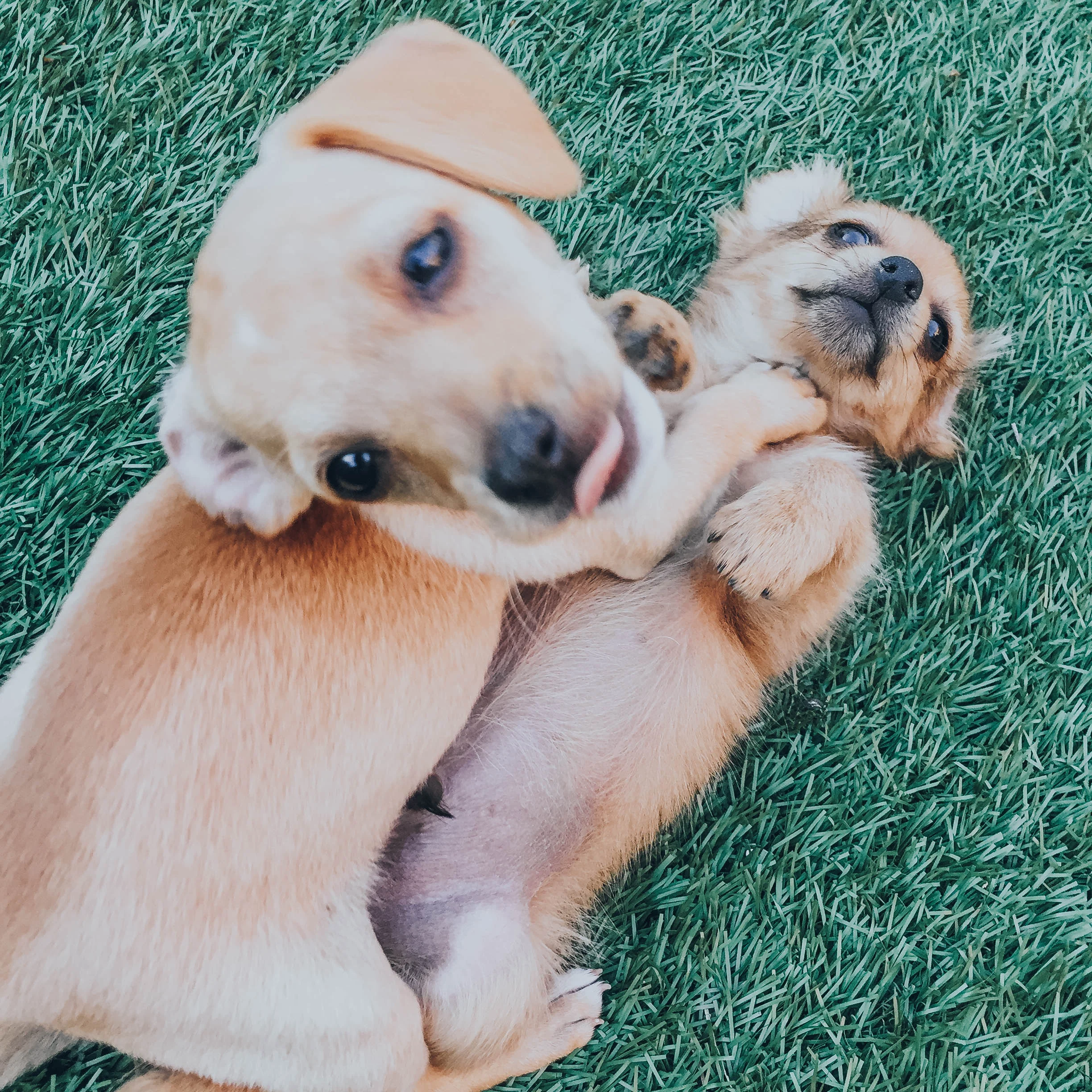 dogs13.jpg