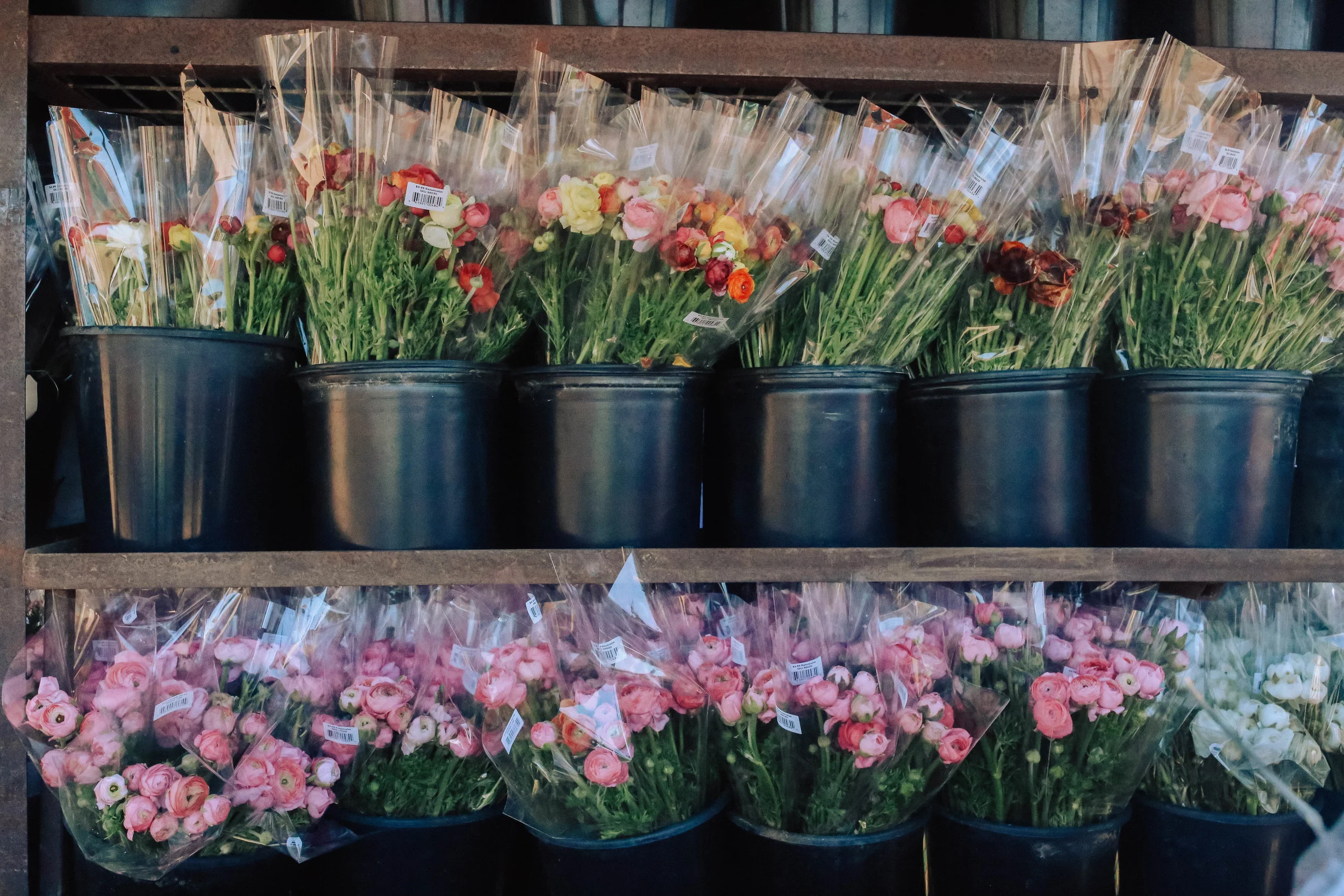 ranunculus11.jpg