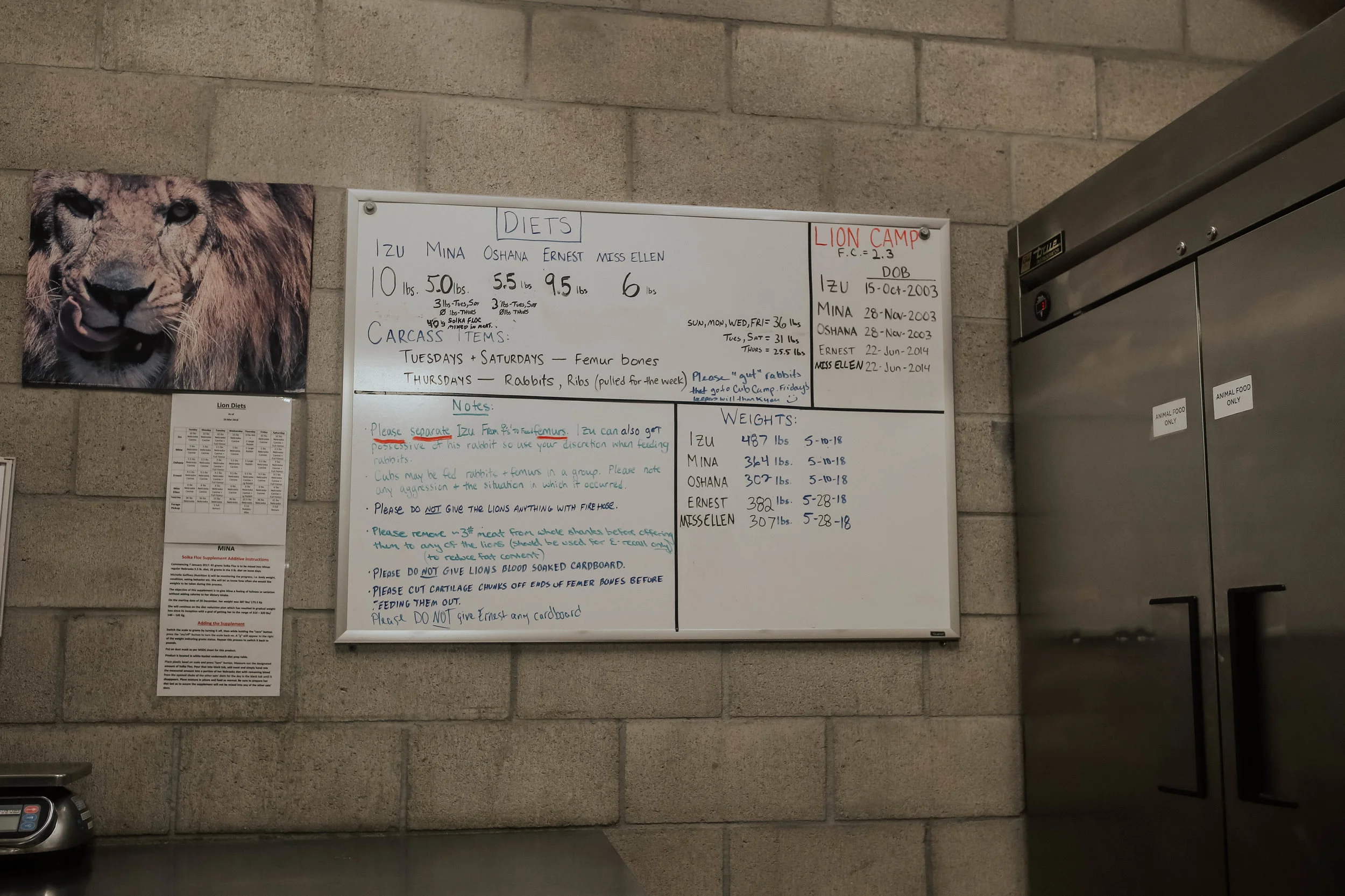 the lions' info board! don't feed Ernest any cardboard ;)