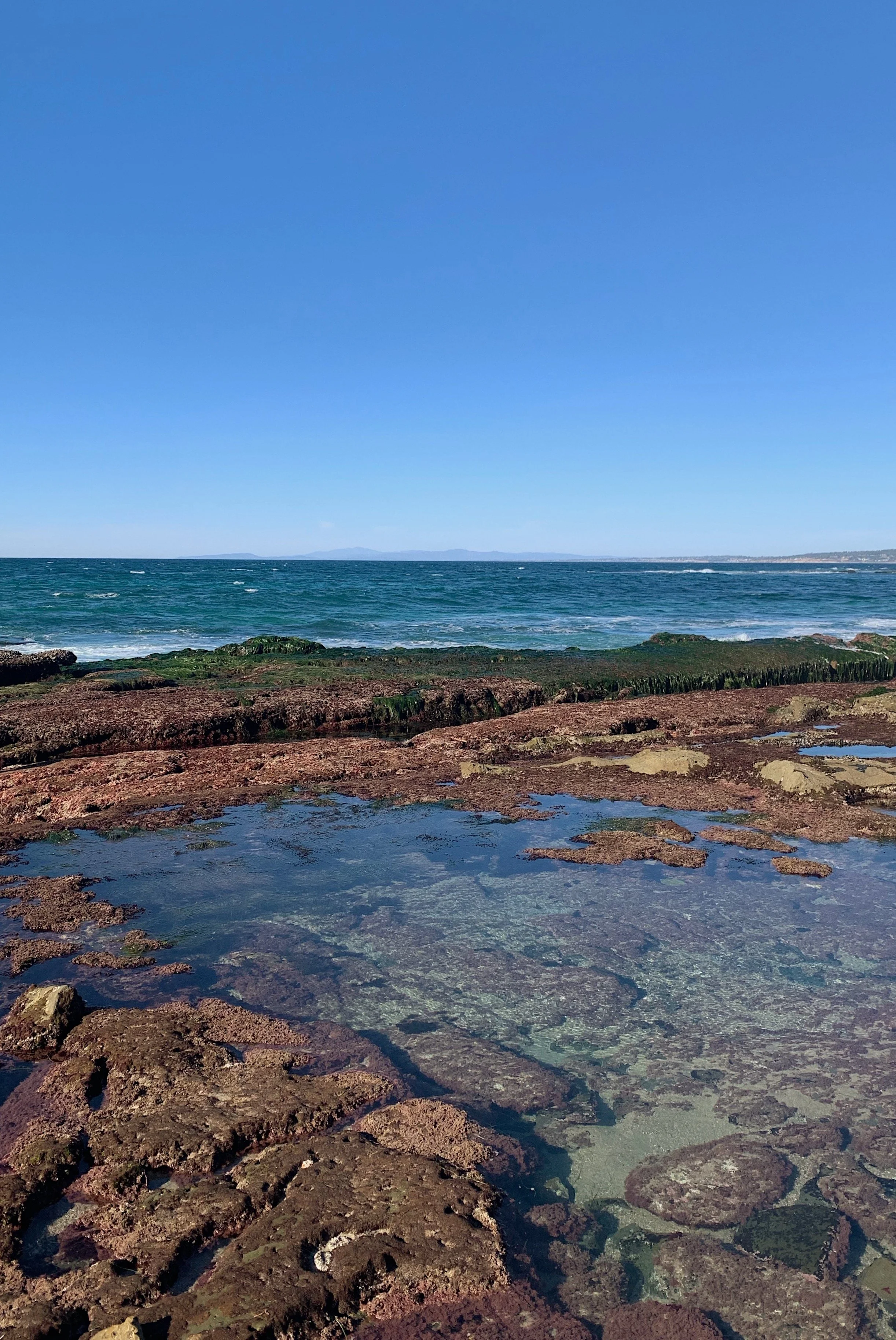 la-jolla-tide-pools-review.jpg
