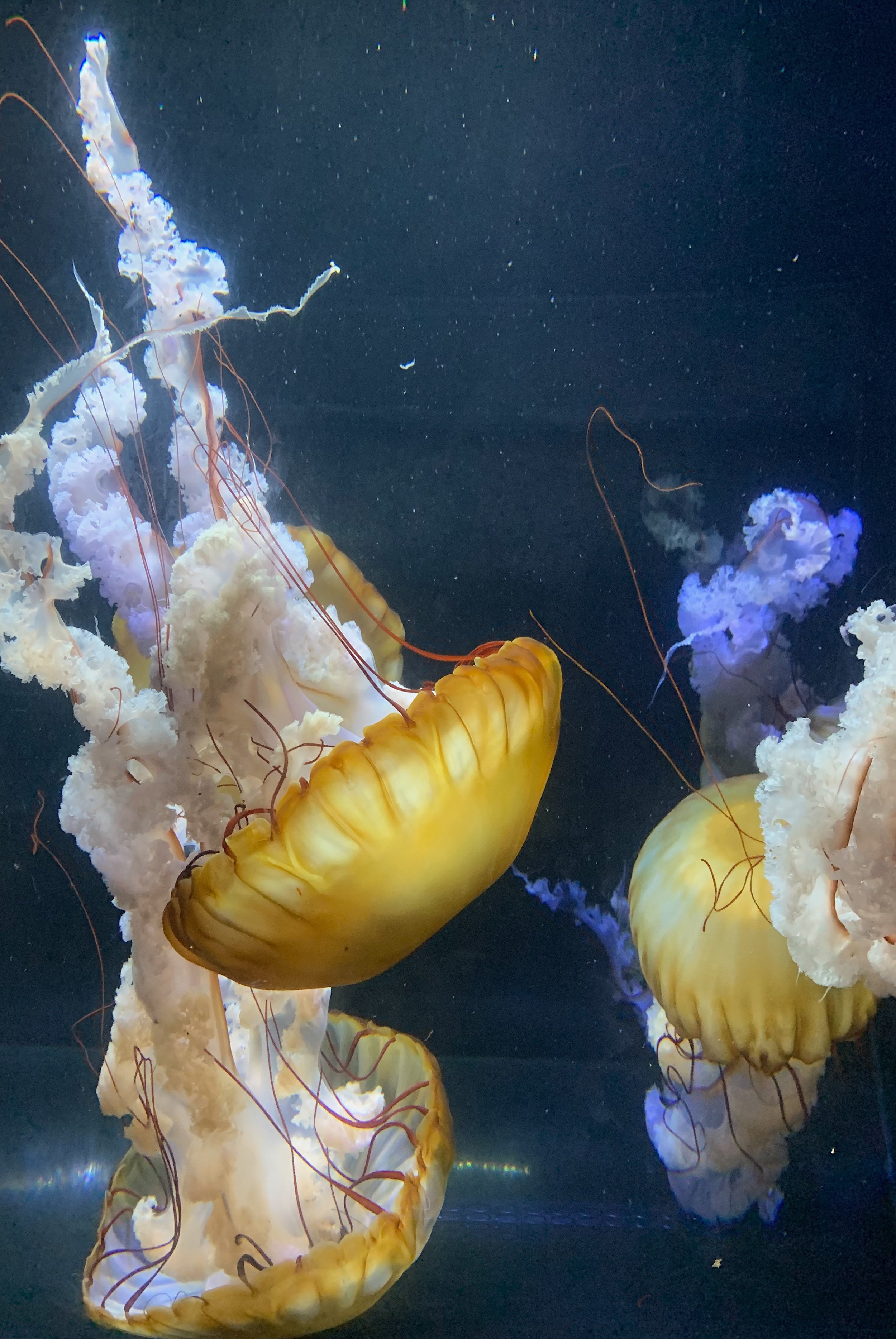 birch-aquarium-la-jolla-worth-it.jpg
