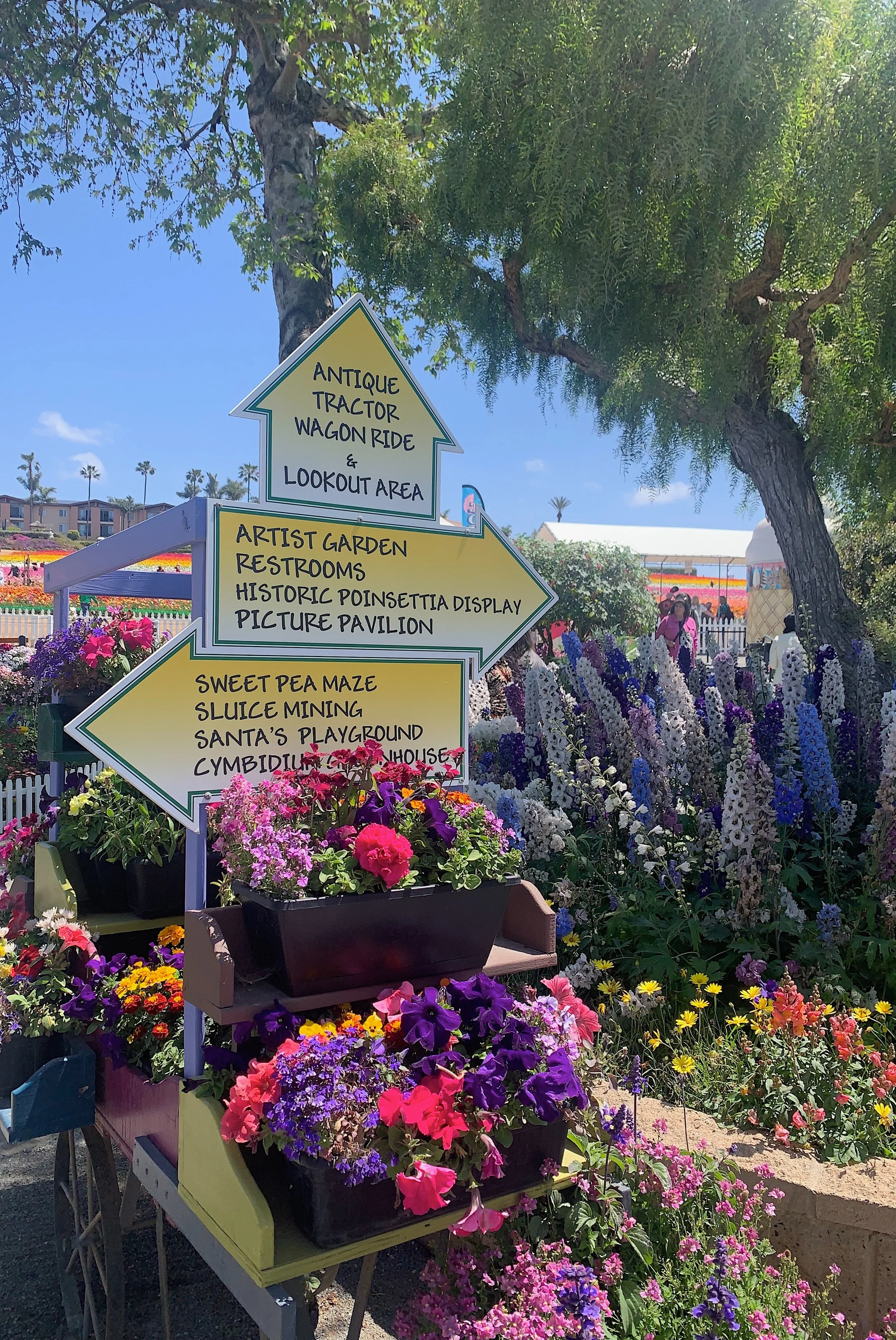 carlsbad-flower-fields-worth-visiting.jpg