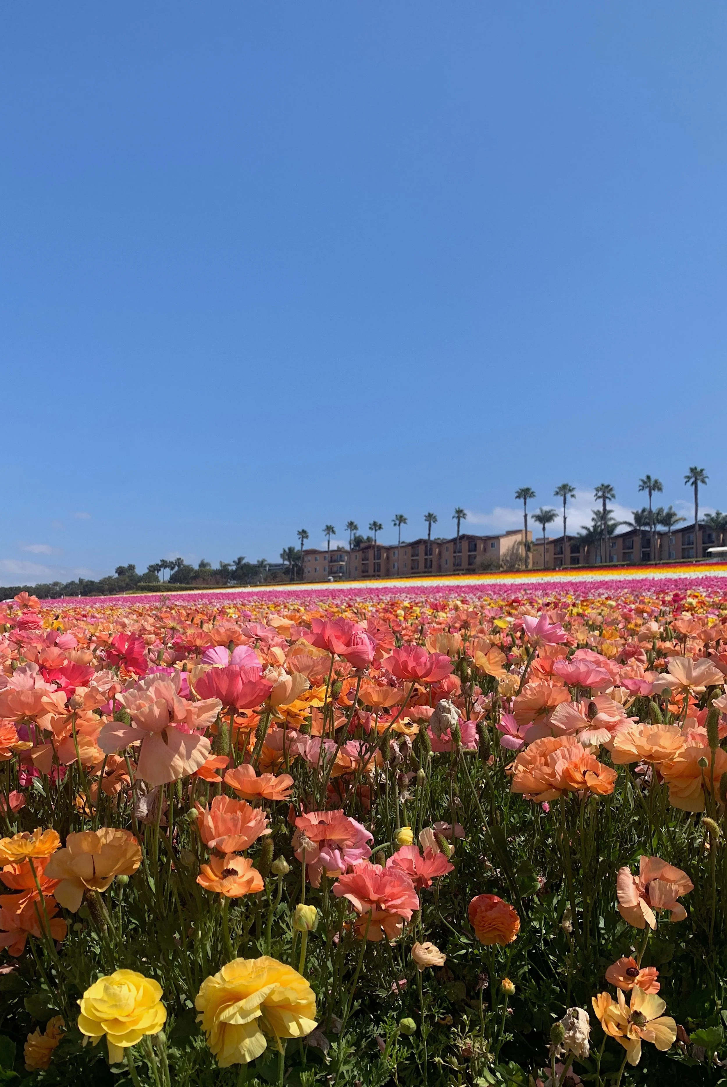 Are the Carlsbad Flower Fields Worth It?