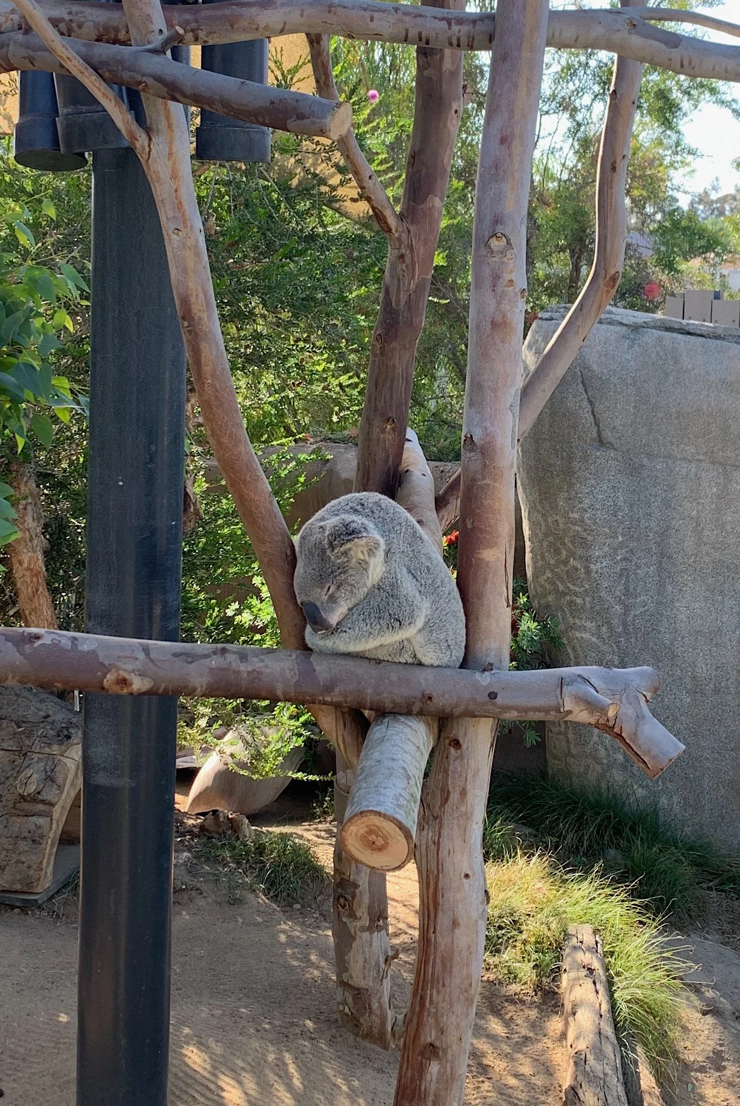 san-diego-zoo-unique-animals.jpg