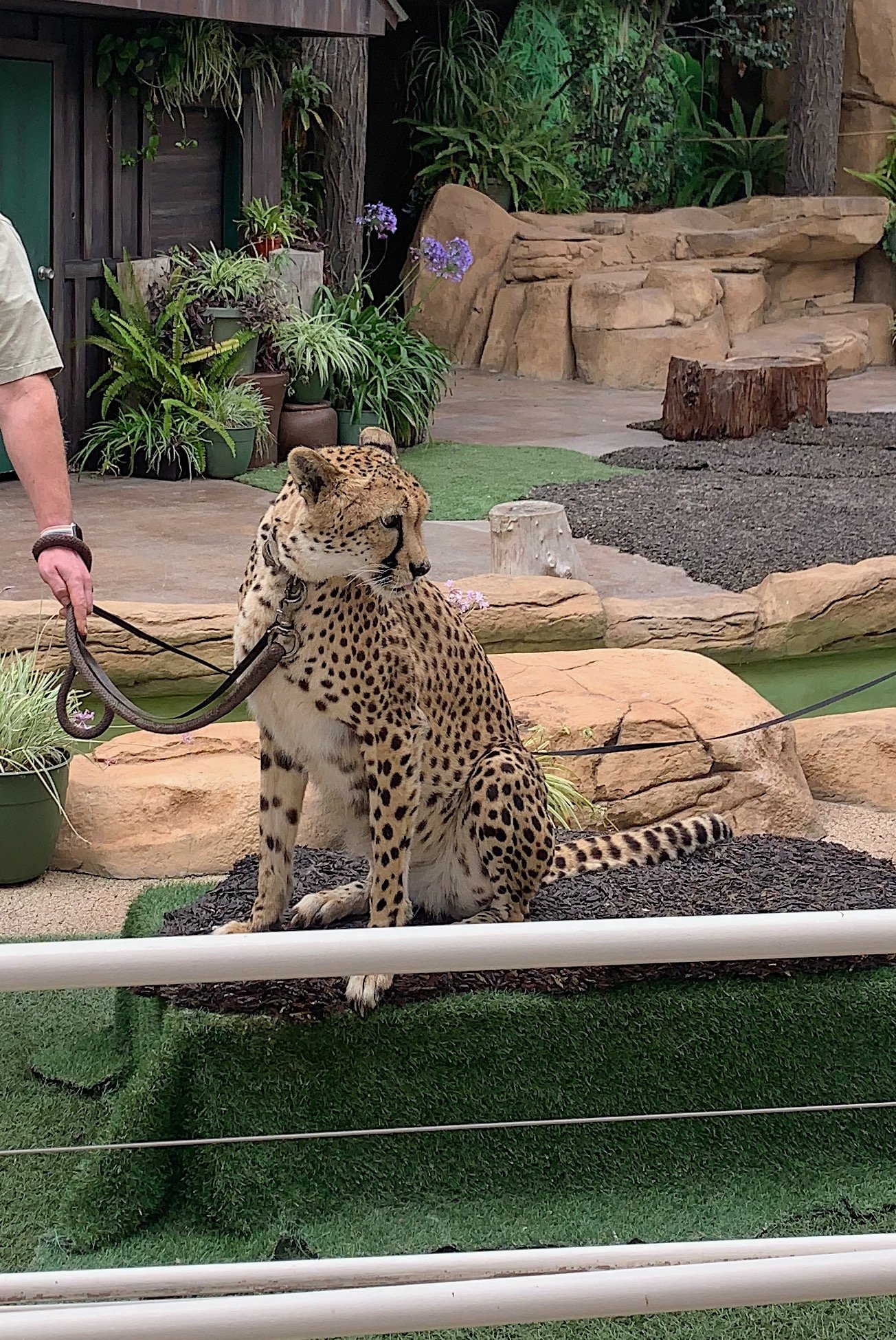 san-diego-zoo-vs-safari-park-for-kids.jpg