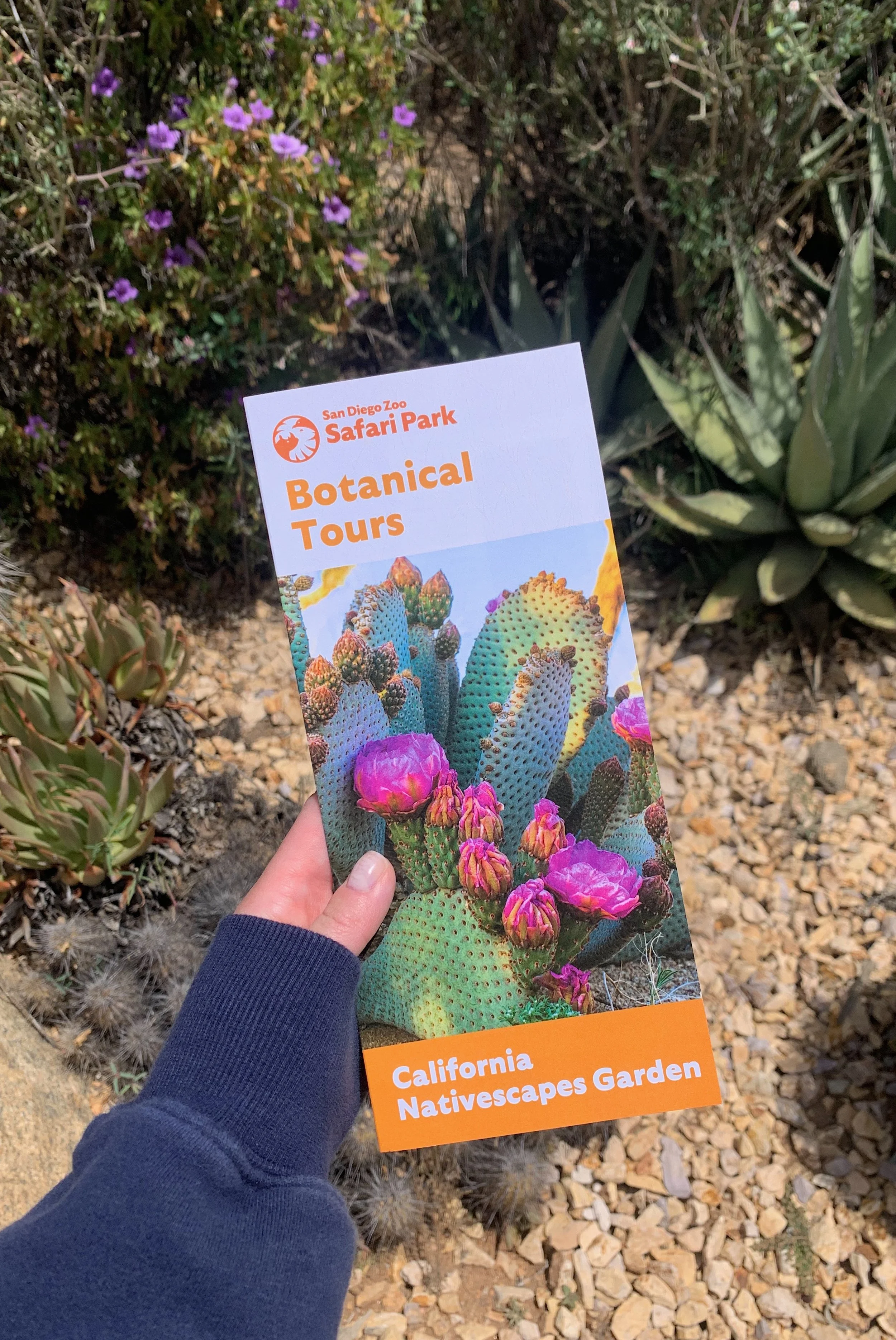 san-diego-zoo-vs-safari-park-things-to-do.jpg