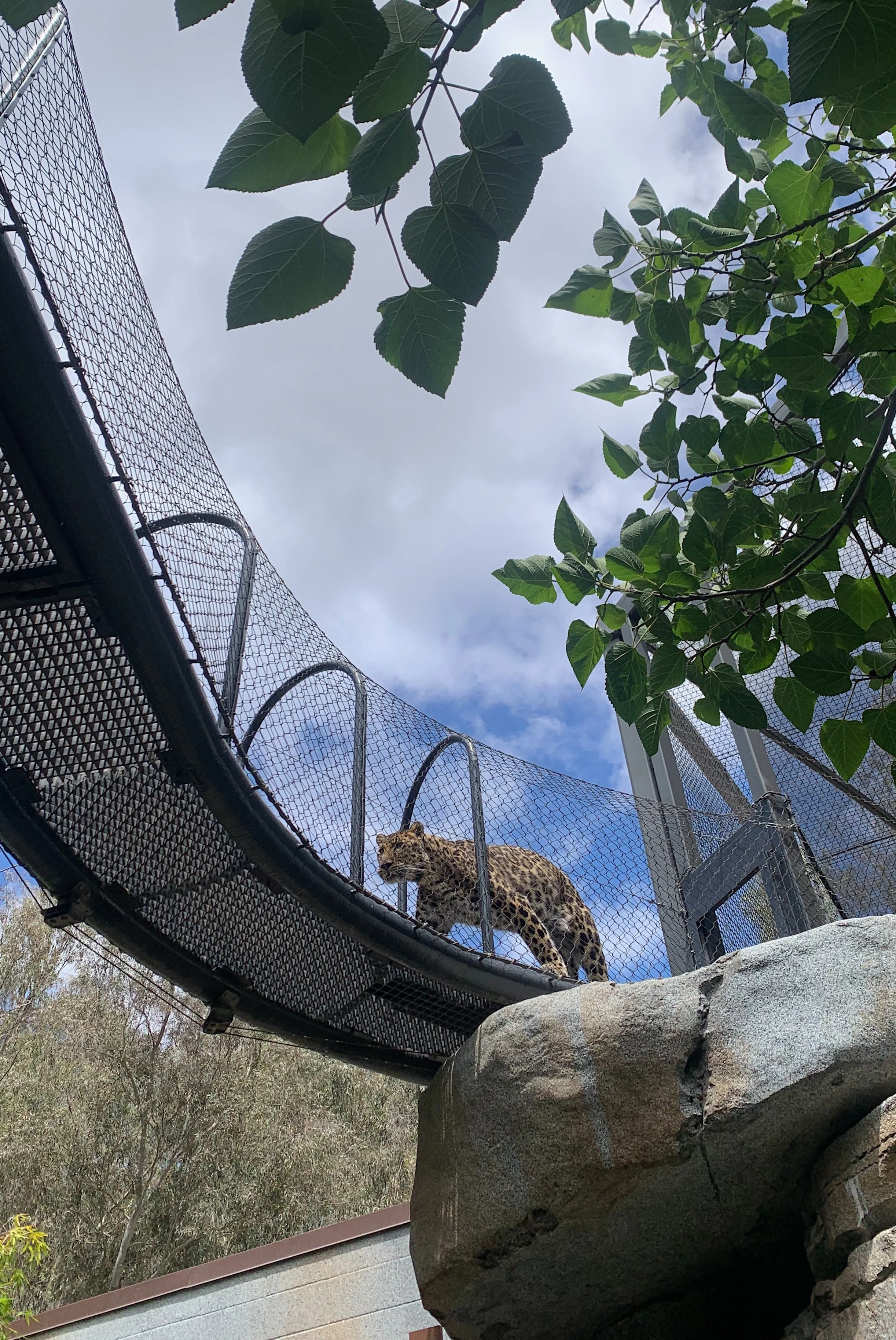 local-san-diego-zoo-guide.jpg