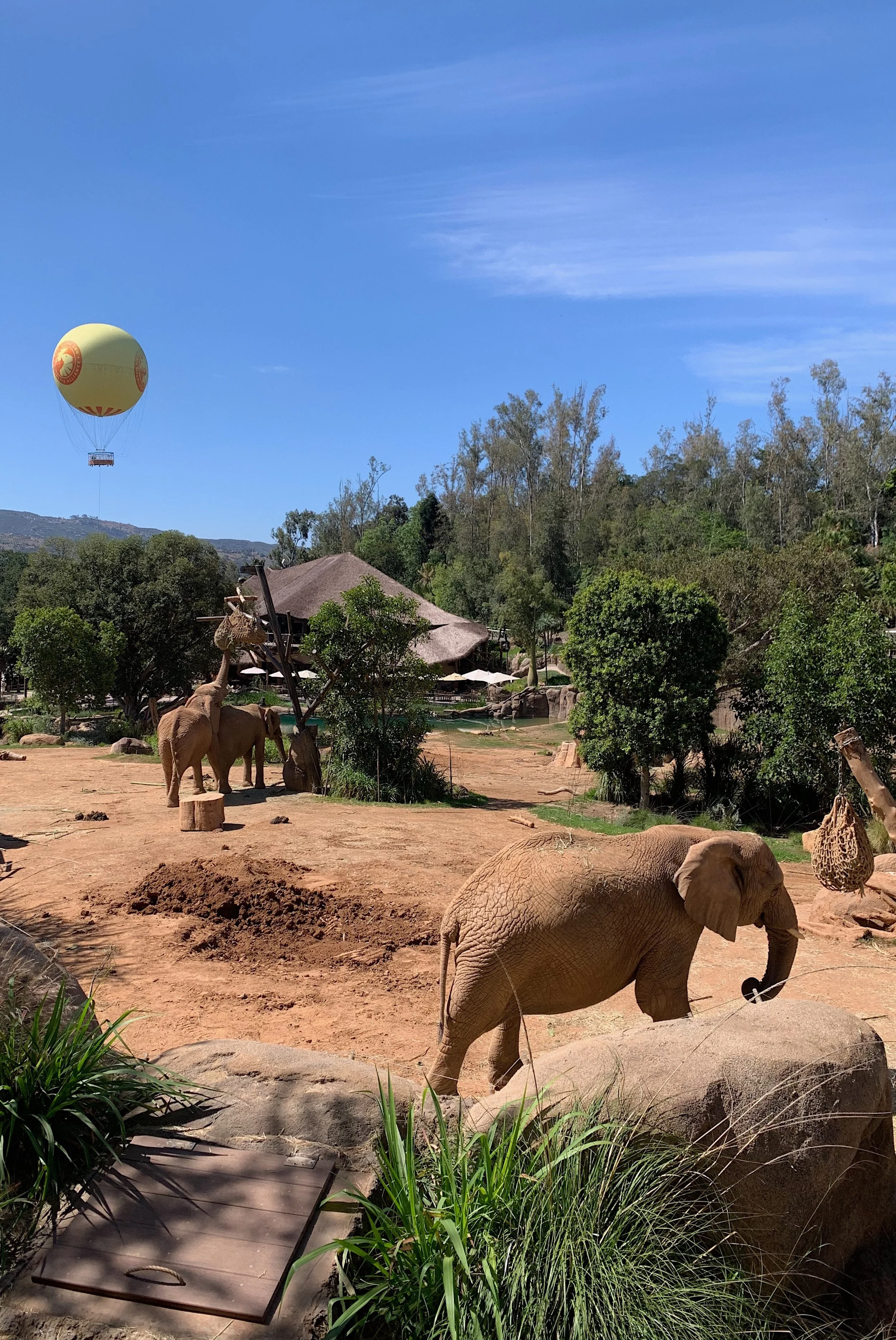 san-diego-zoo-vs-safari-park.jpg