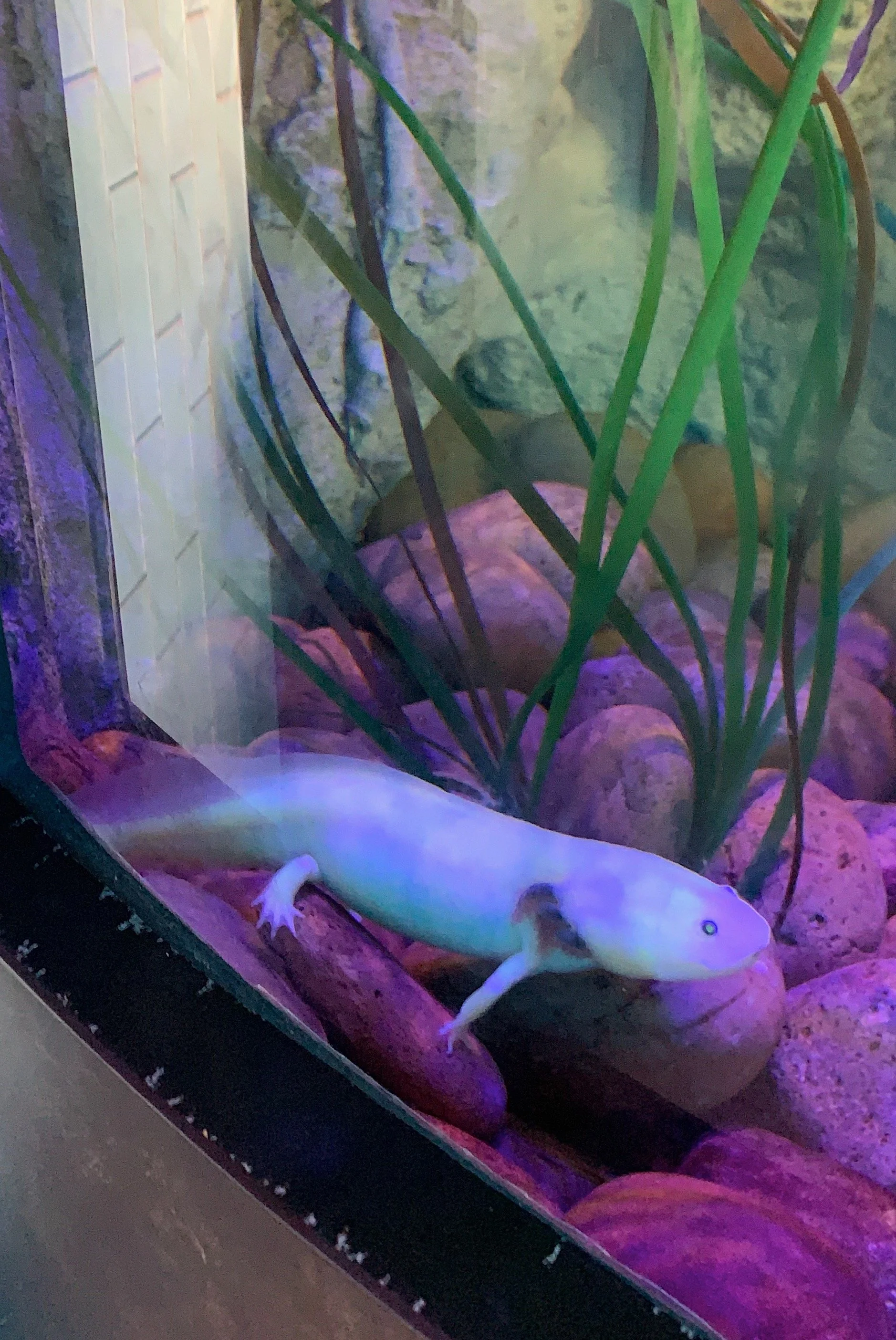 san-diego-zoo-axolotl-where.jpg