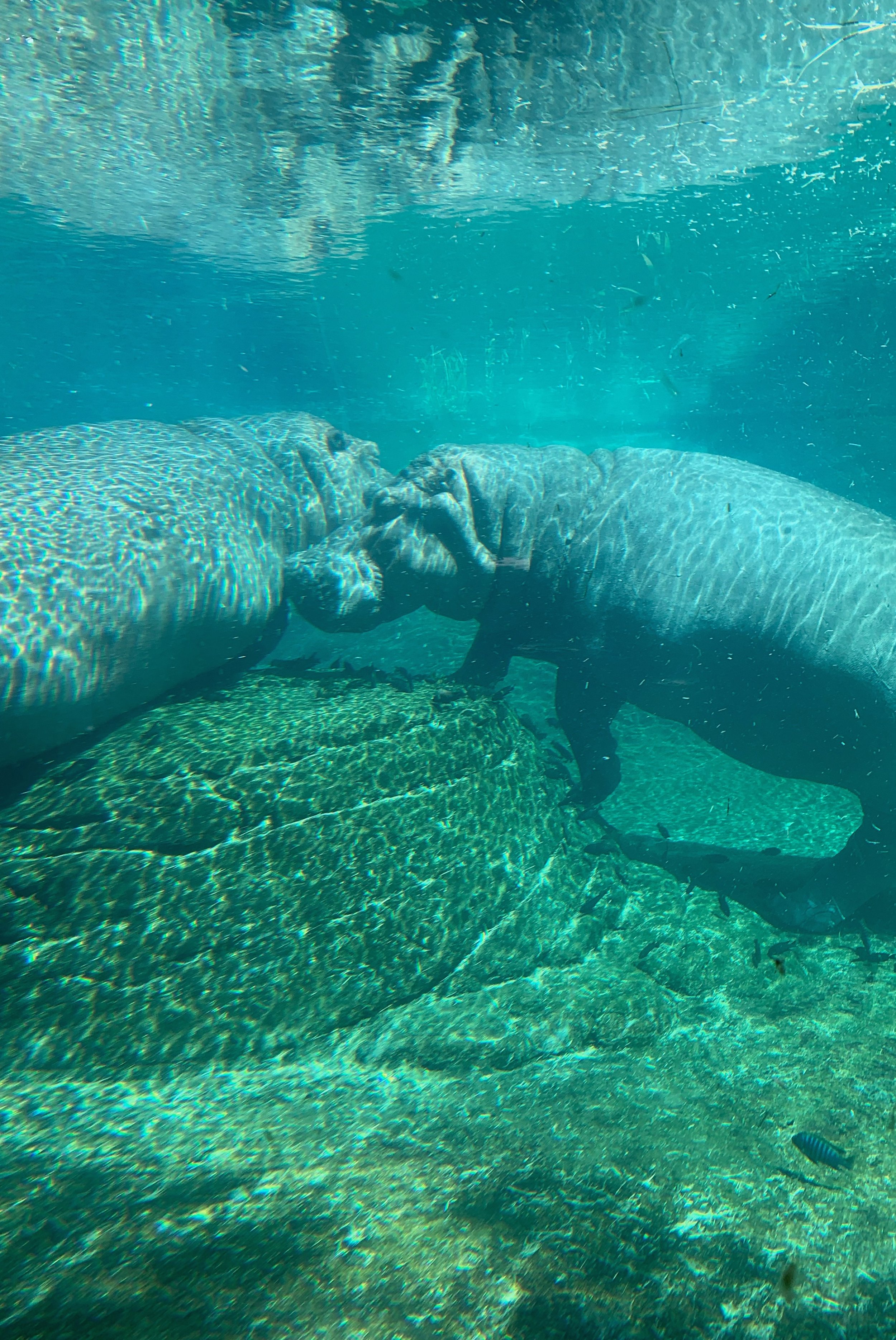 san-diego-zoo-good-for-animals.jpg