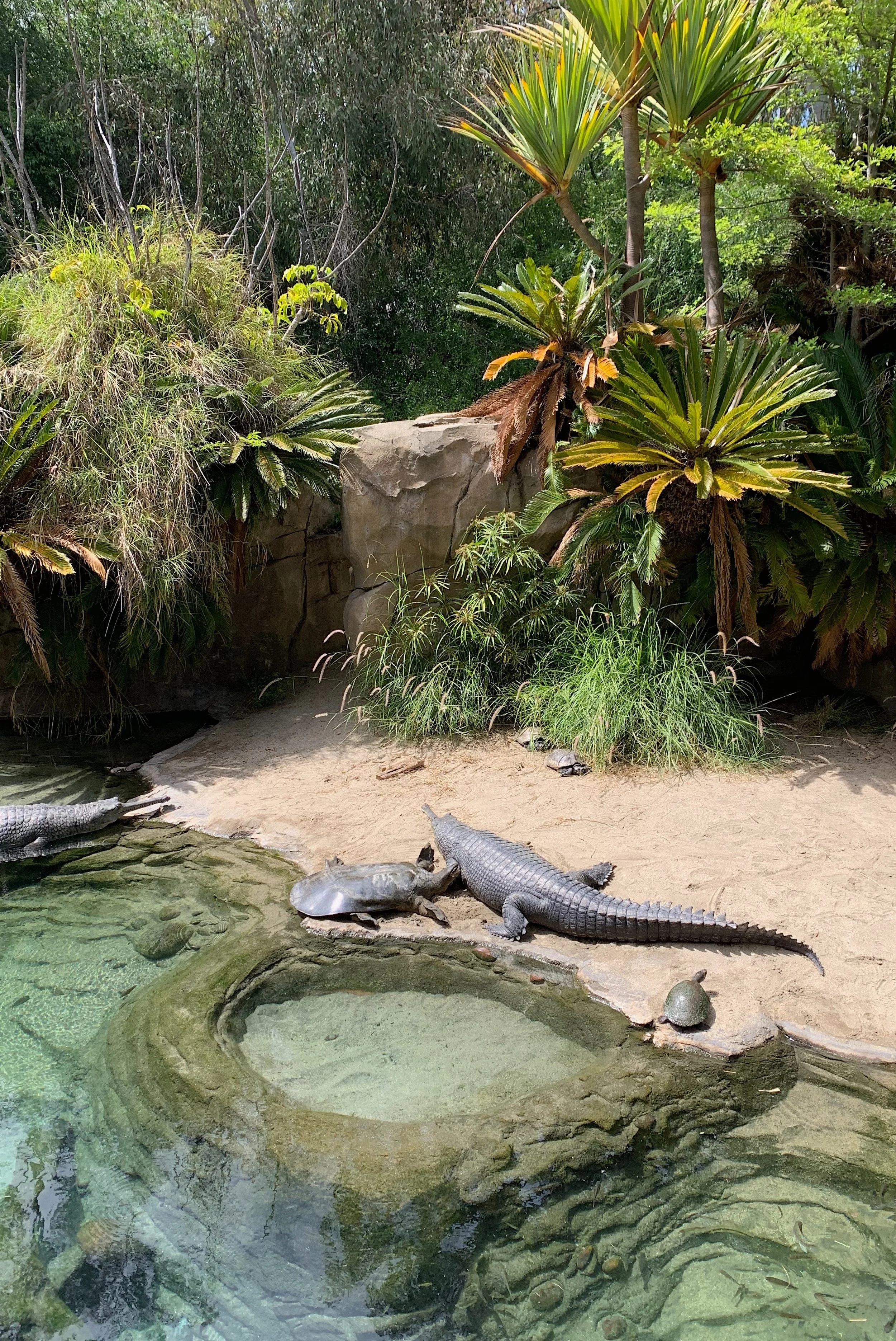 san-diego-zoo-animals.jpg