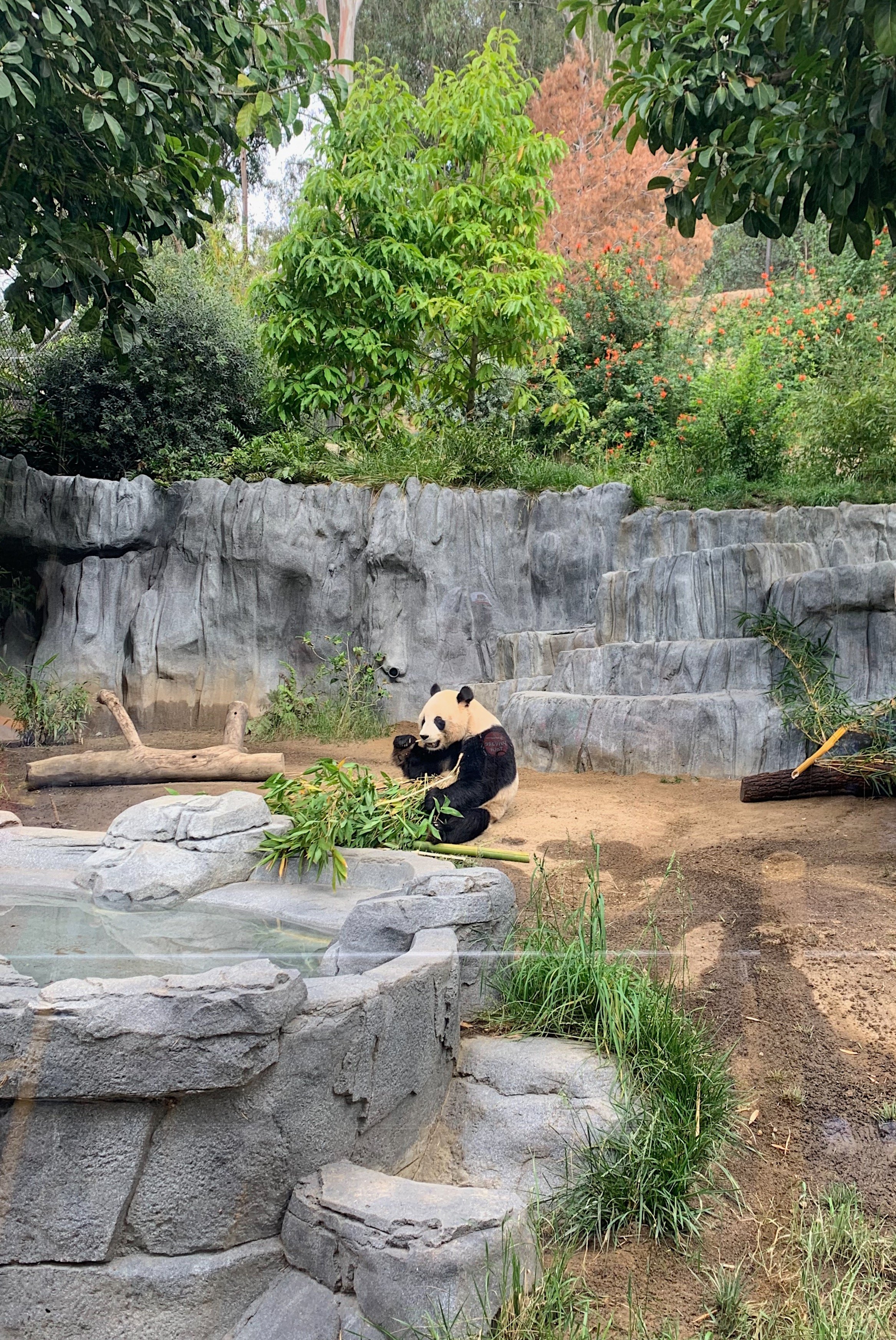 san-diego-zoo-panda-advice.jpg