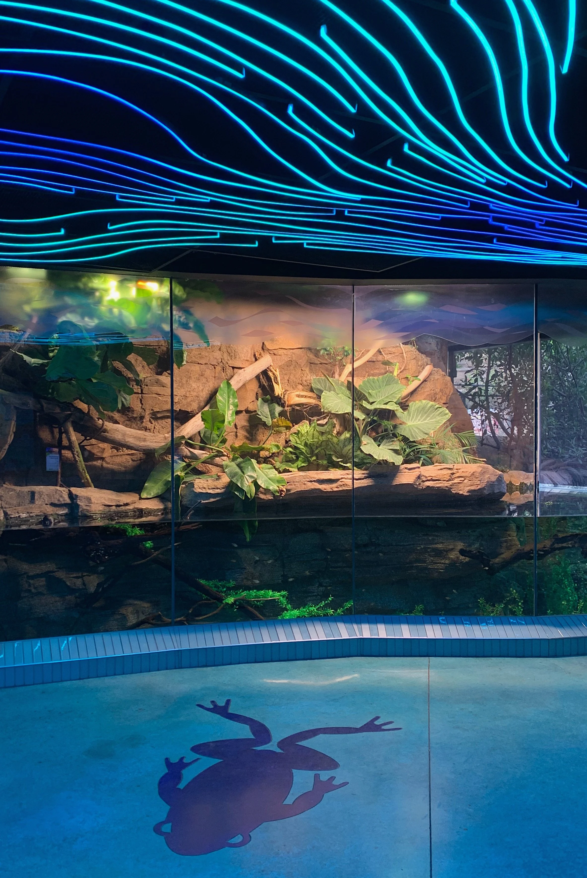 san-diego-zoo-new-exhibits.jpg