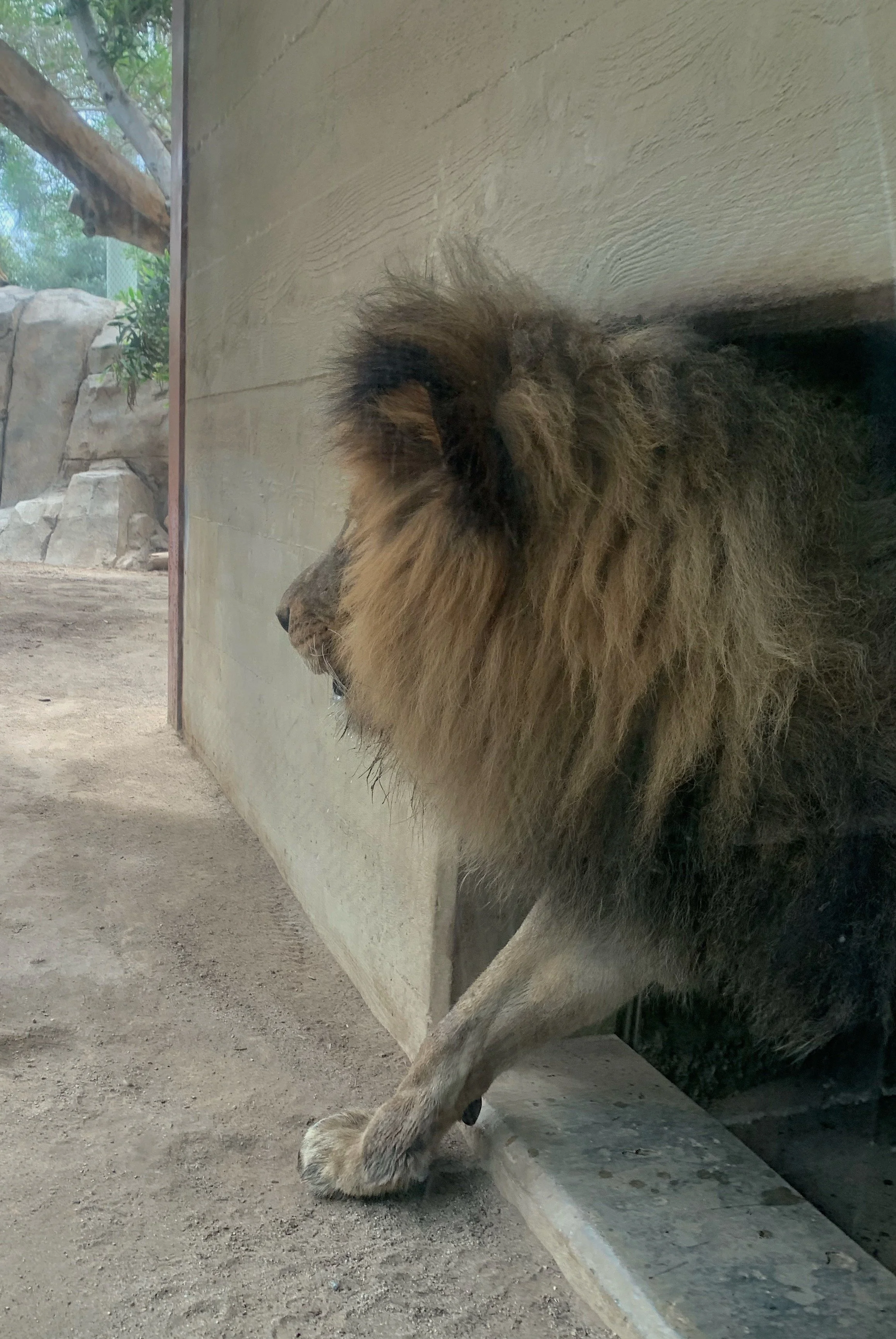 san-diego-zoo-itinerary-with-toddlers.jpg