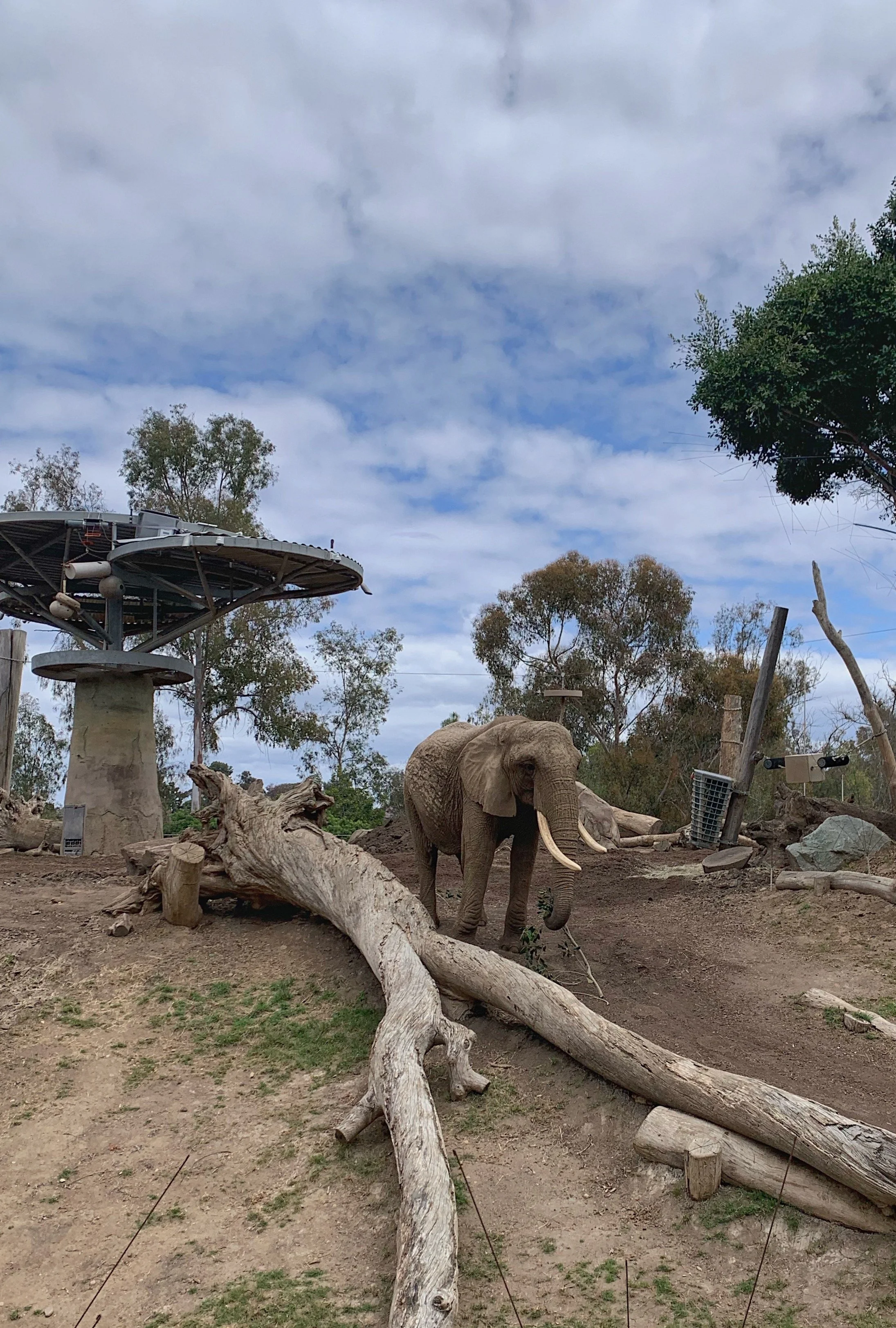 san-diego-zoo-itinerary-no-hills.jpg