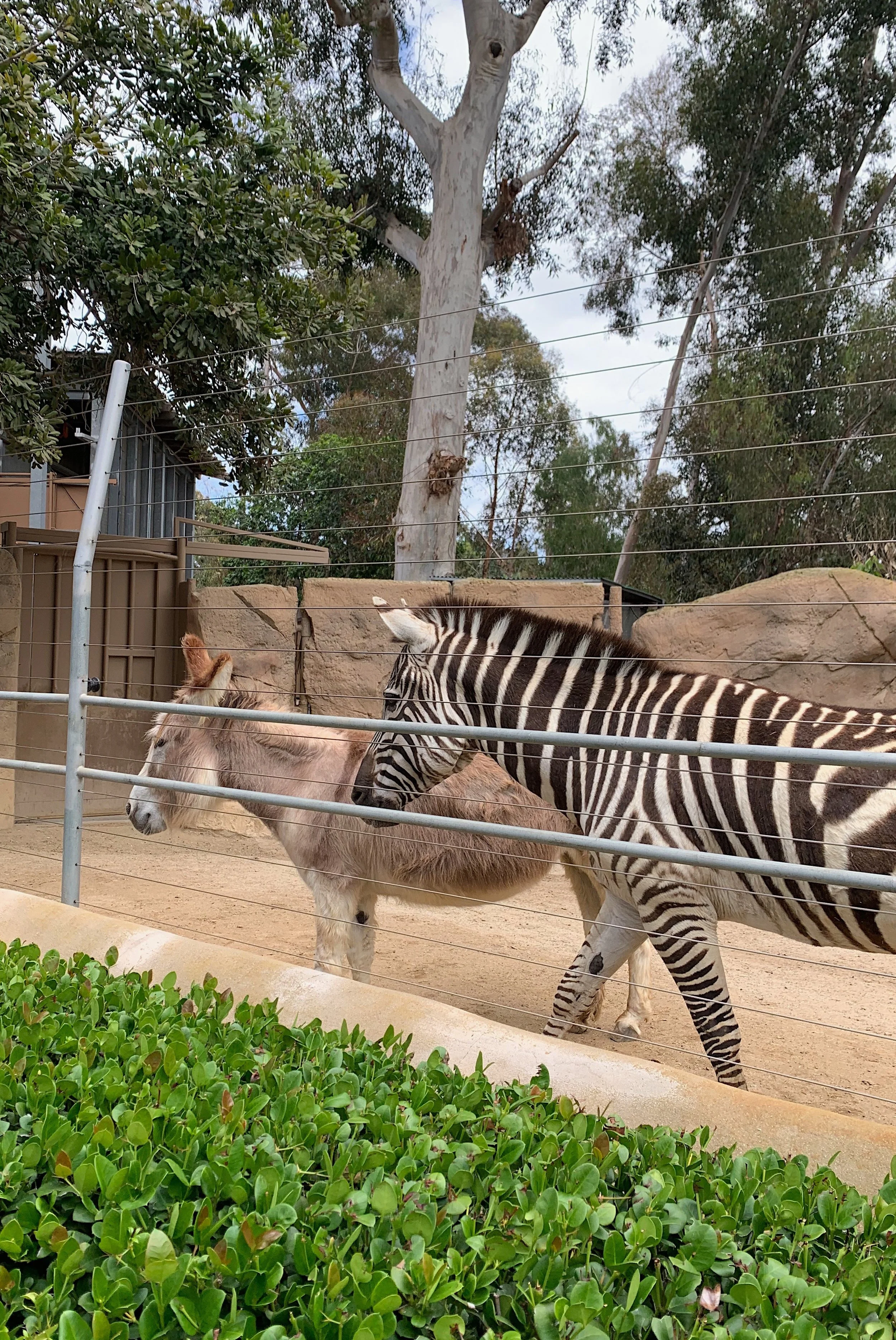san-diego-zoo-one-day-itinerary.jpg