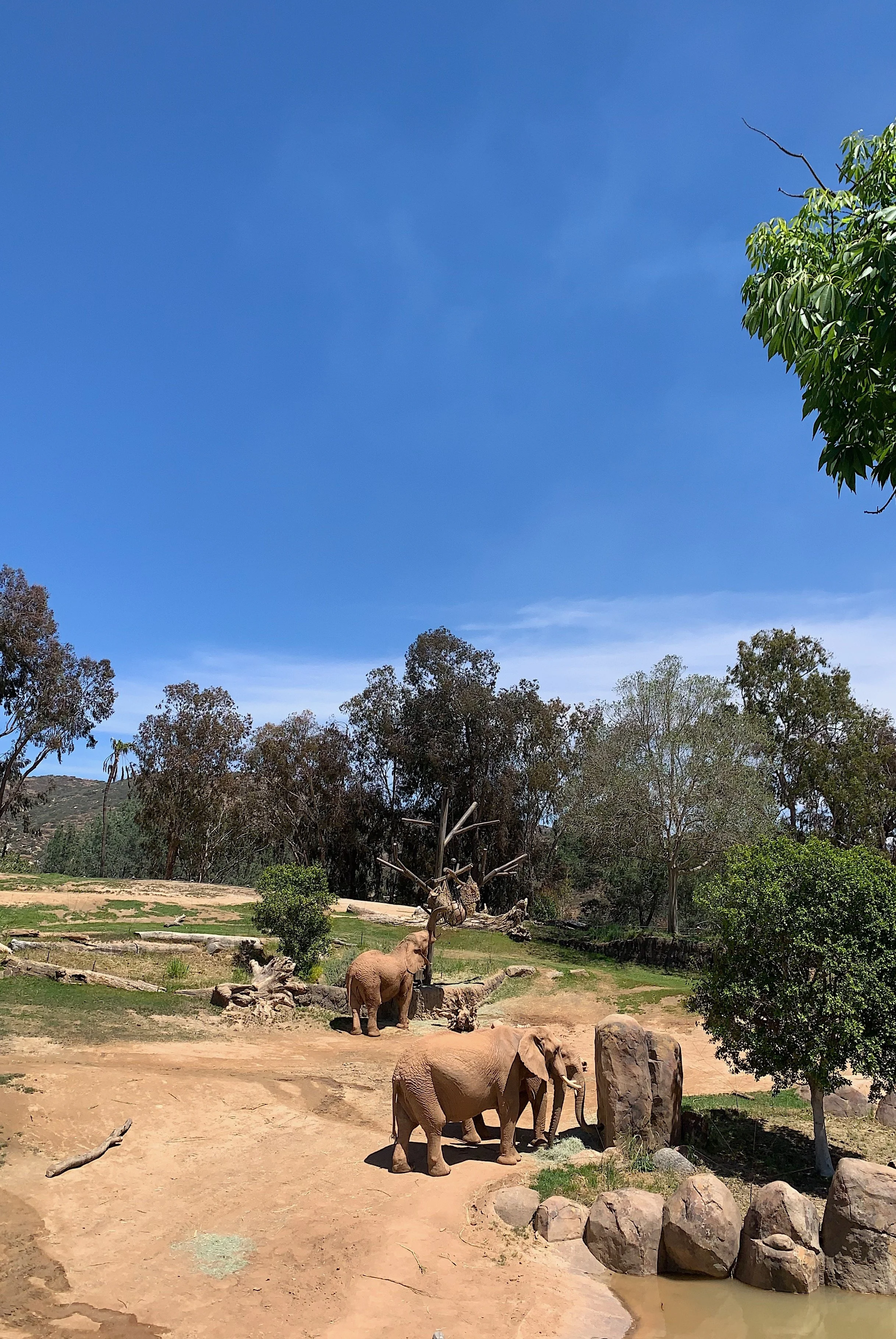 san-diego-safari-park-itinerary.jpg
