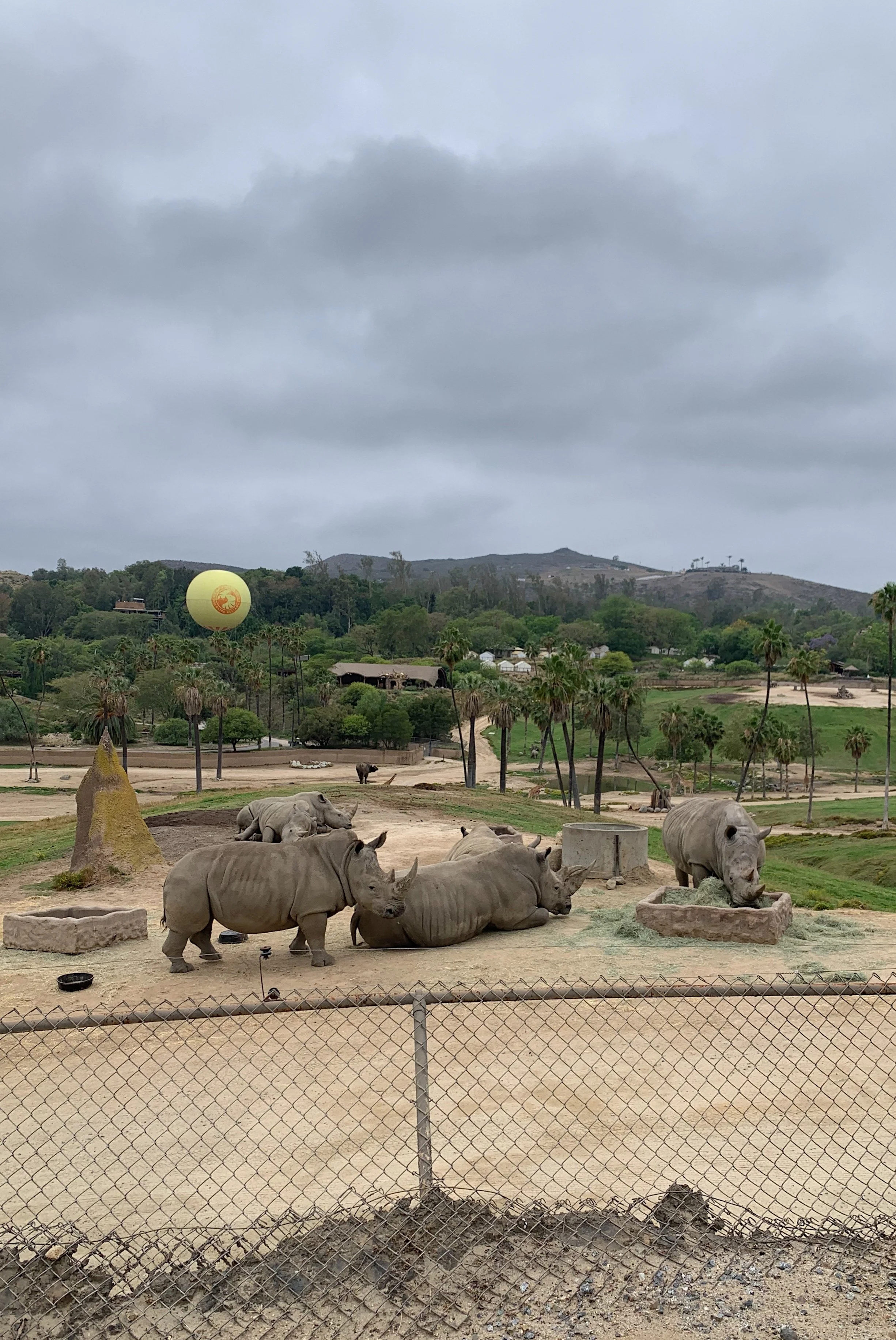 best-time-to-see-rhinos-san-diego-safari-park.jpg