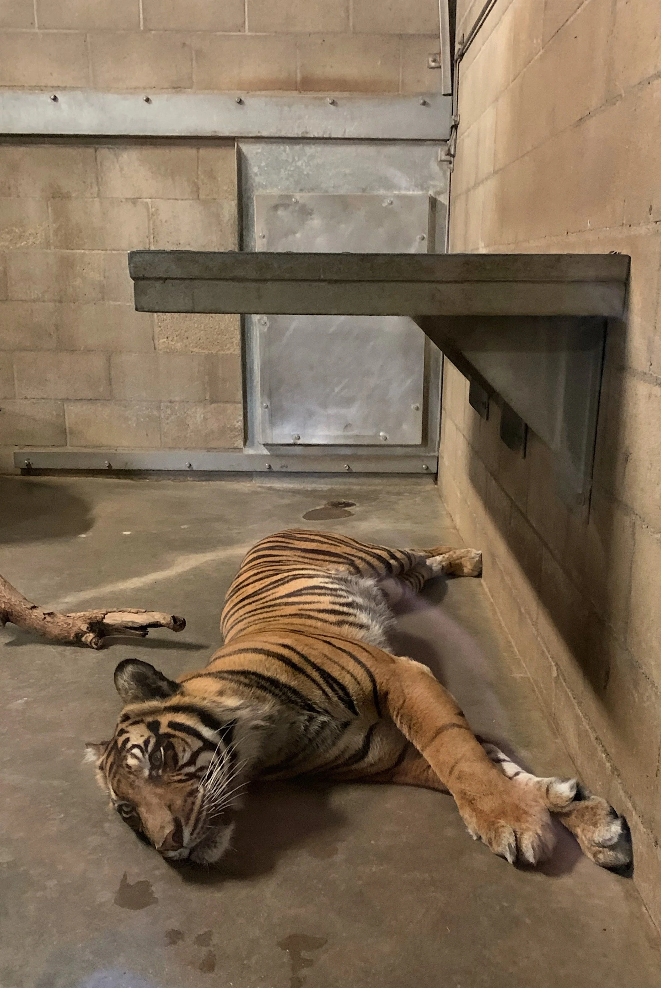 san-diego-safari-park-itinerary-toddlers.jpg