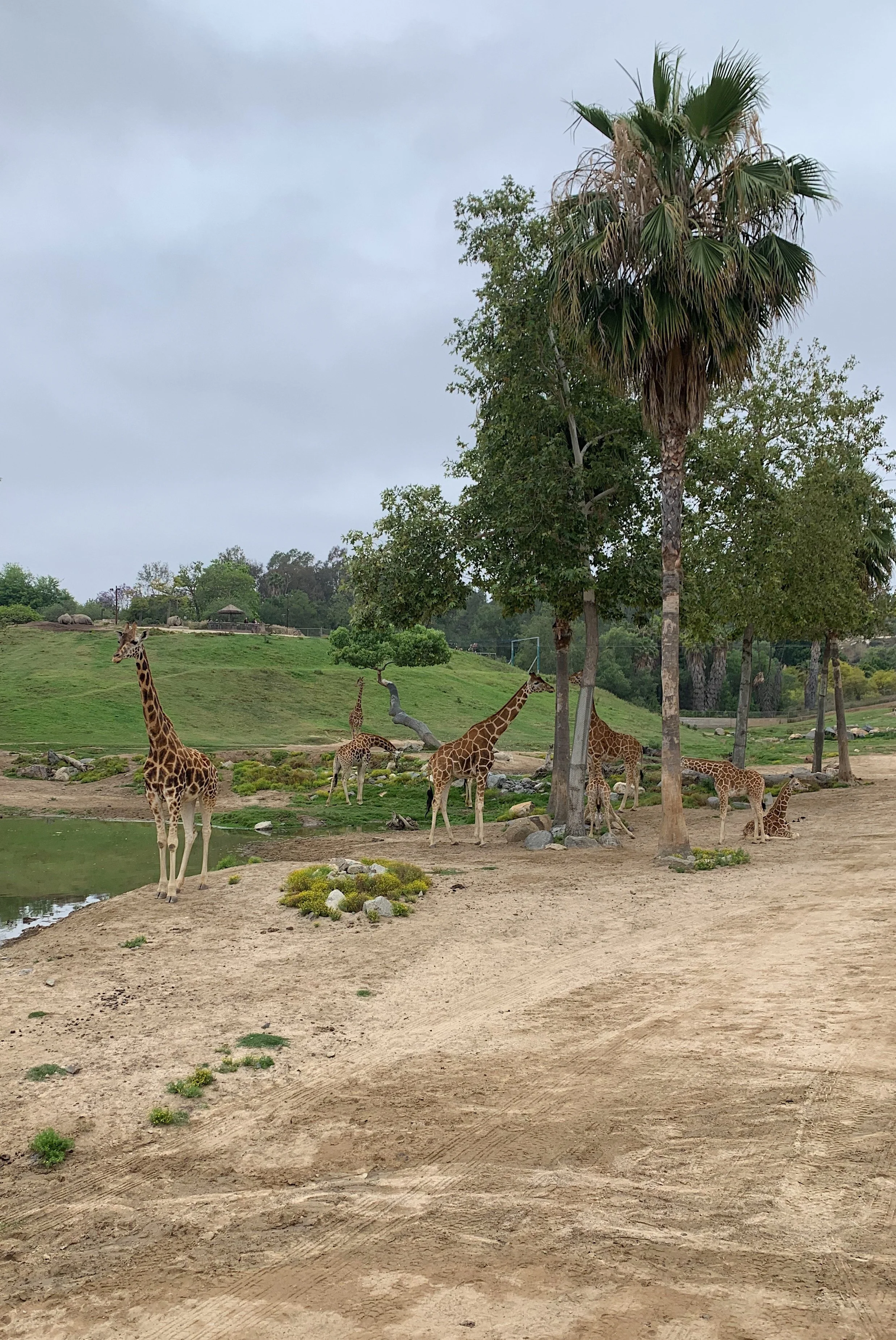 san-diego-zoo-safari-park-one-day-itinerary..jpg