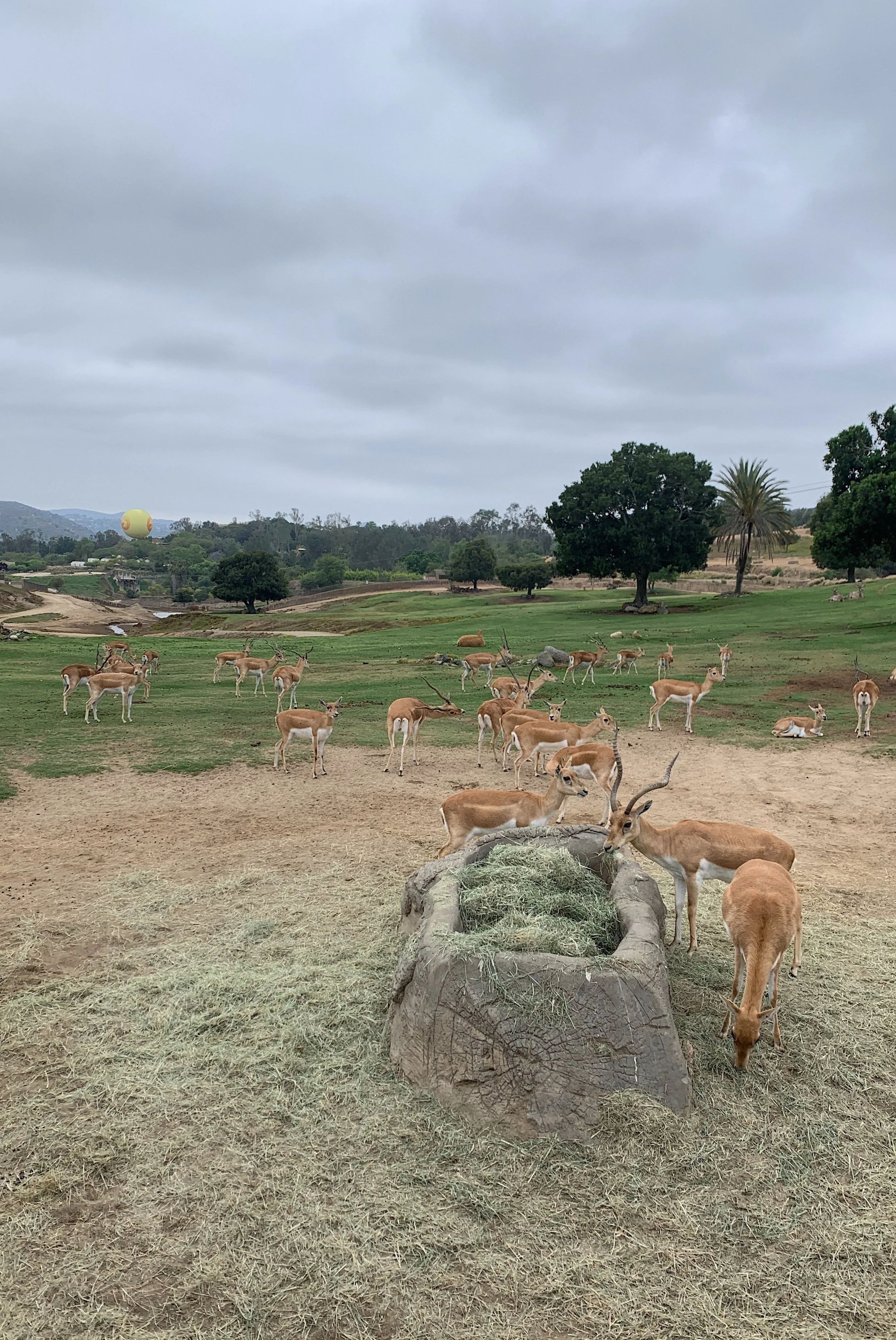 san-diego-safari-park-wildlife-safari-worth-it.jpg