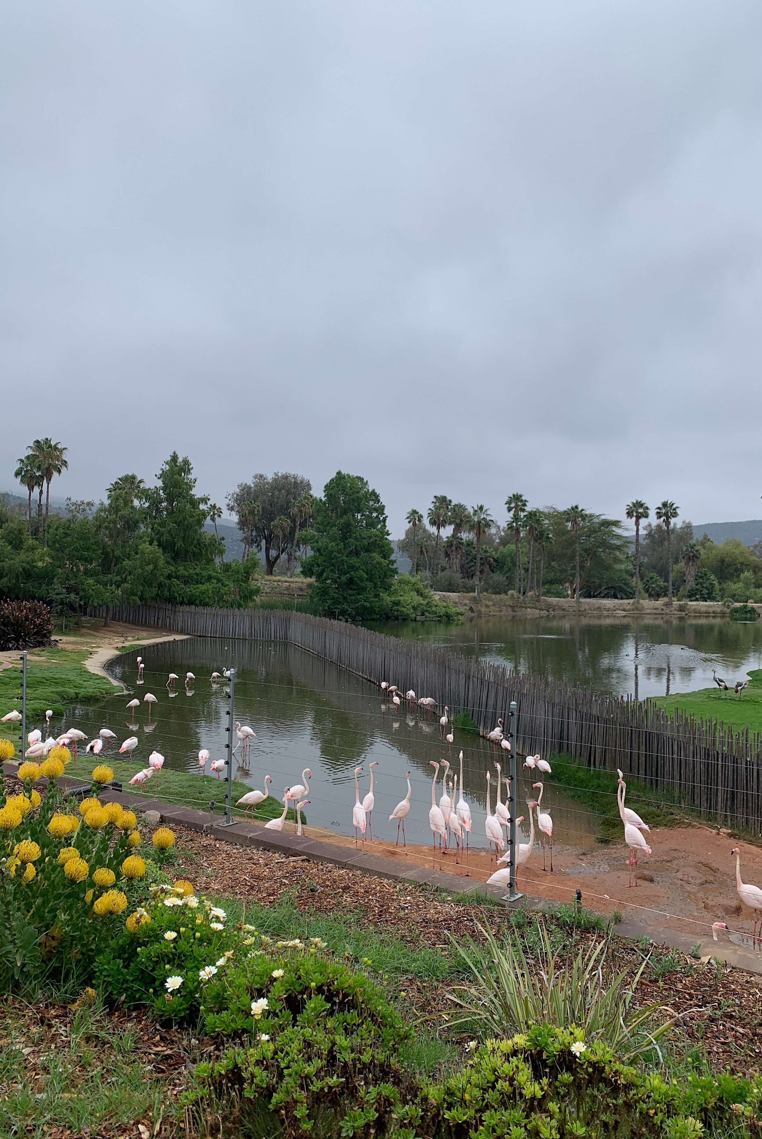 san-diego-safari-park-wildlife-safari-vs-regular.jpg