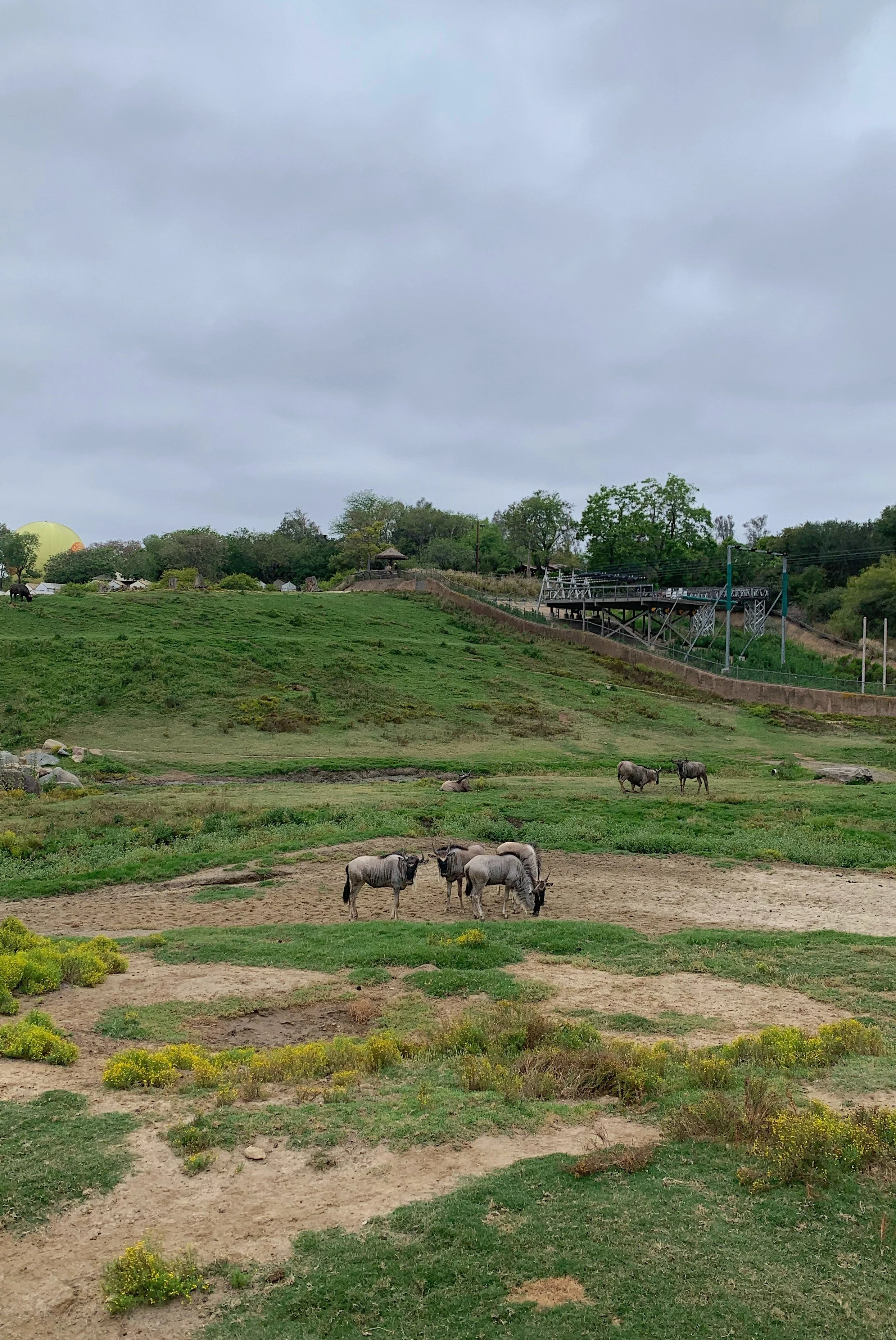 san-diego-safari-park-wildlife-safari-vs-cart-safari.jpg