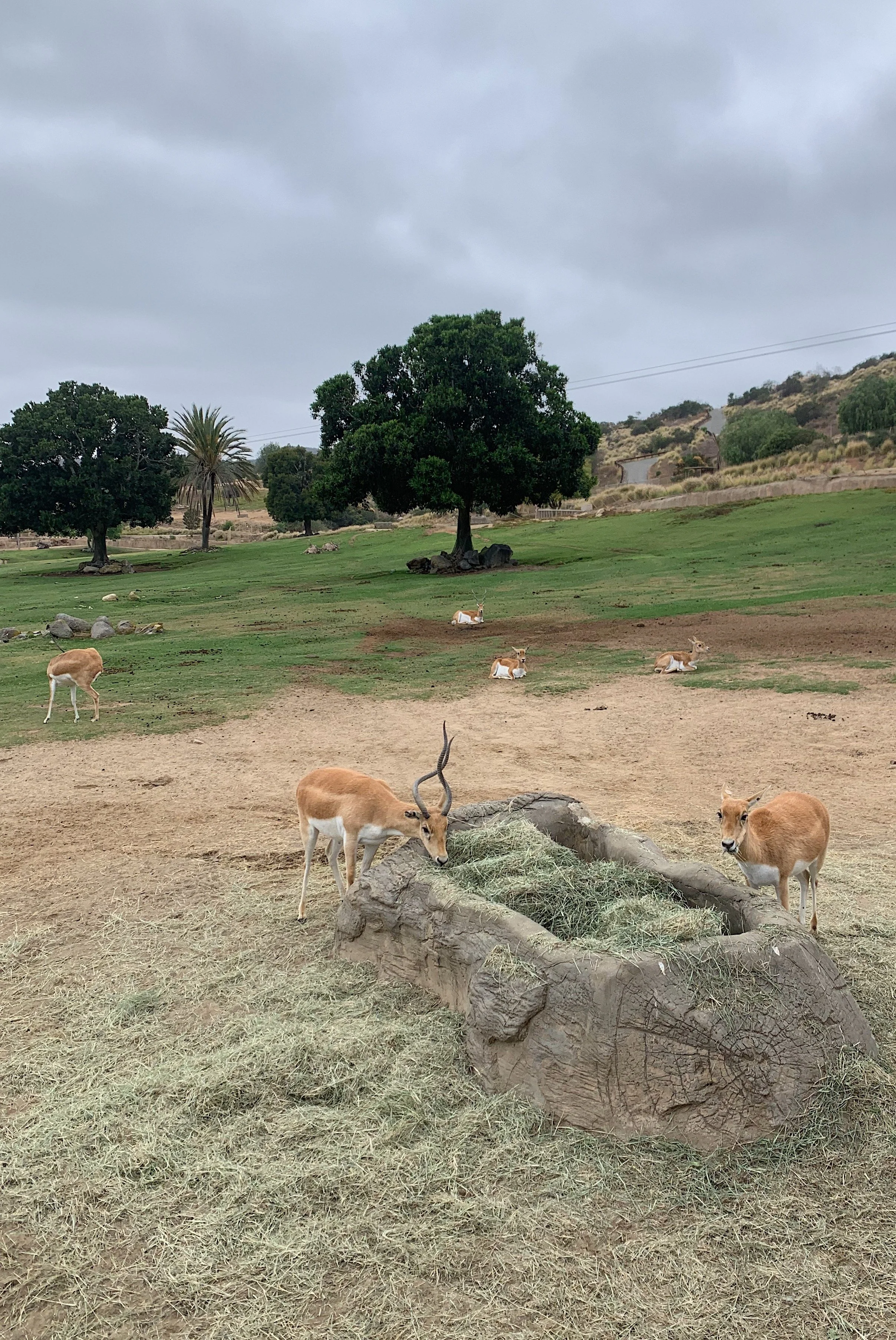 san-diego-safari-park-wildlife-safari.jpg