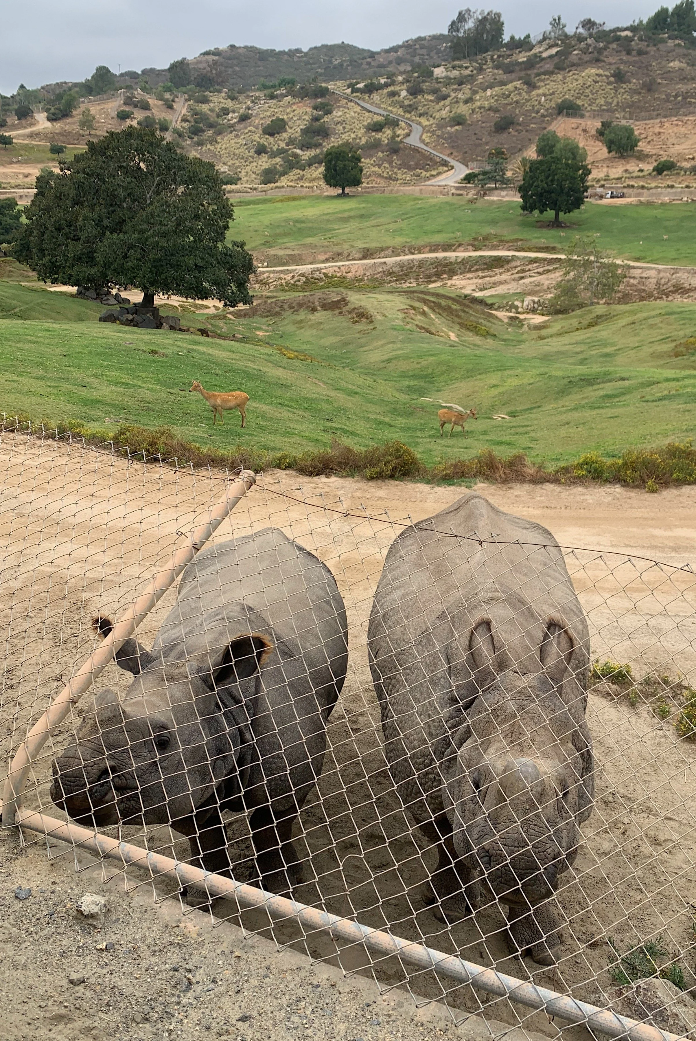 san-diego-safari-park-cart-safari-worth-it.jpg