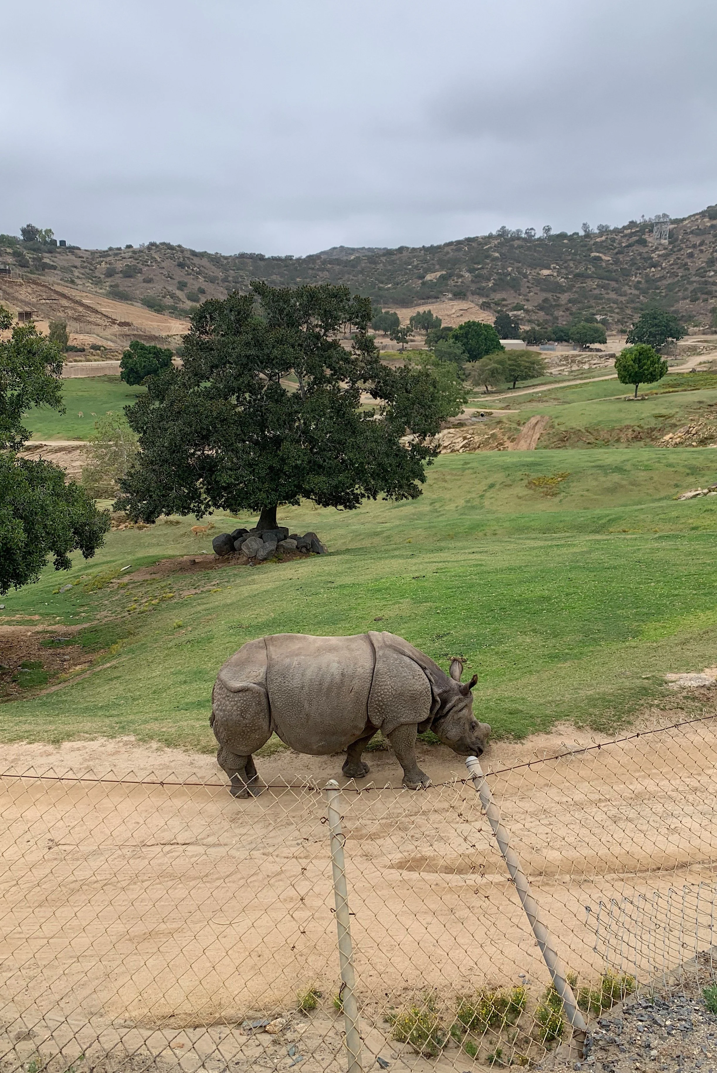 san-diego-safari-park-wildlife-safari-vs-cart-safari.jpg