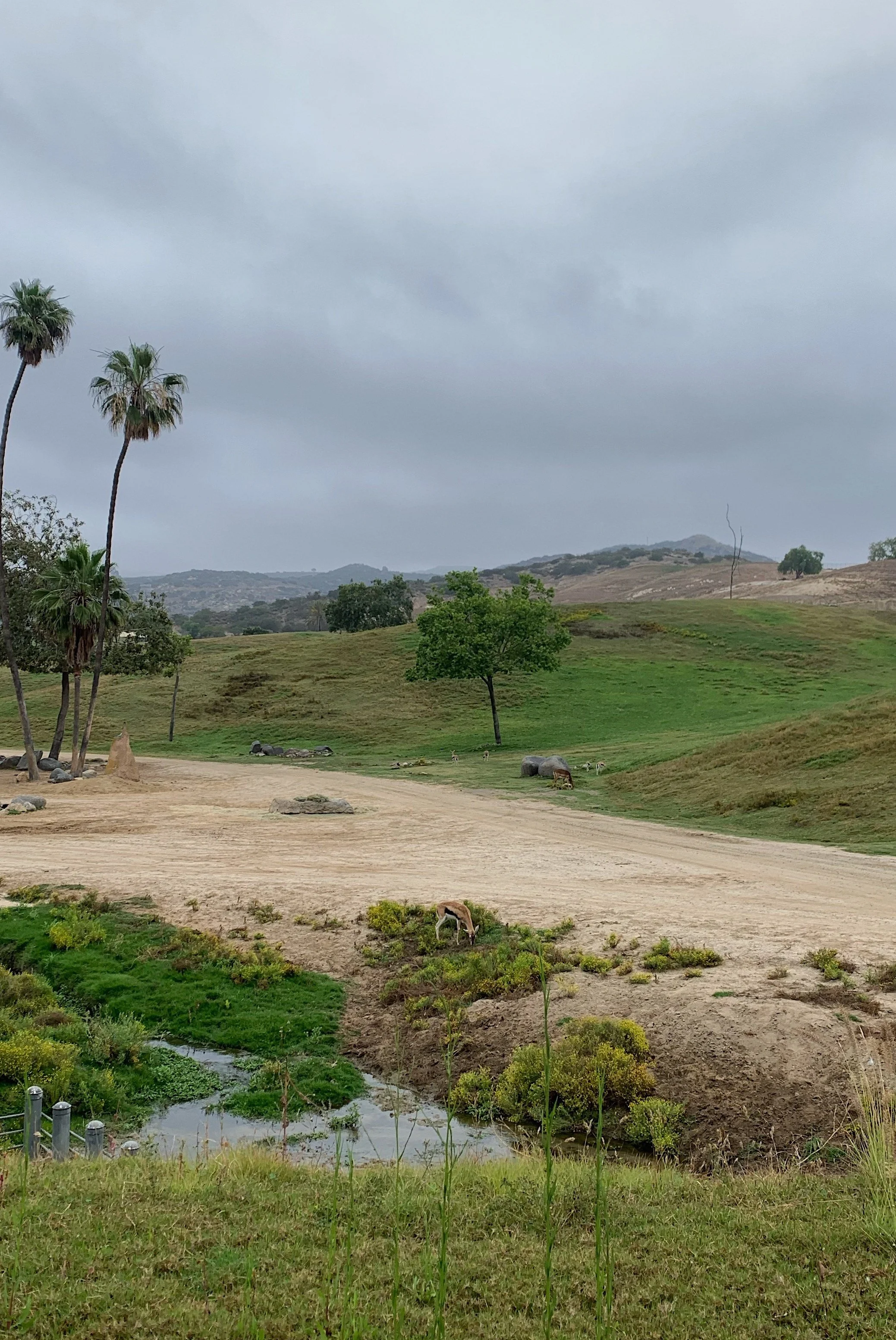 san-diego-safari-park-cart-safari-vs-regular.jpg