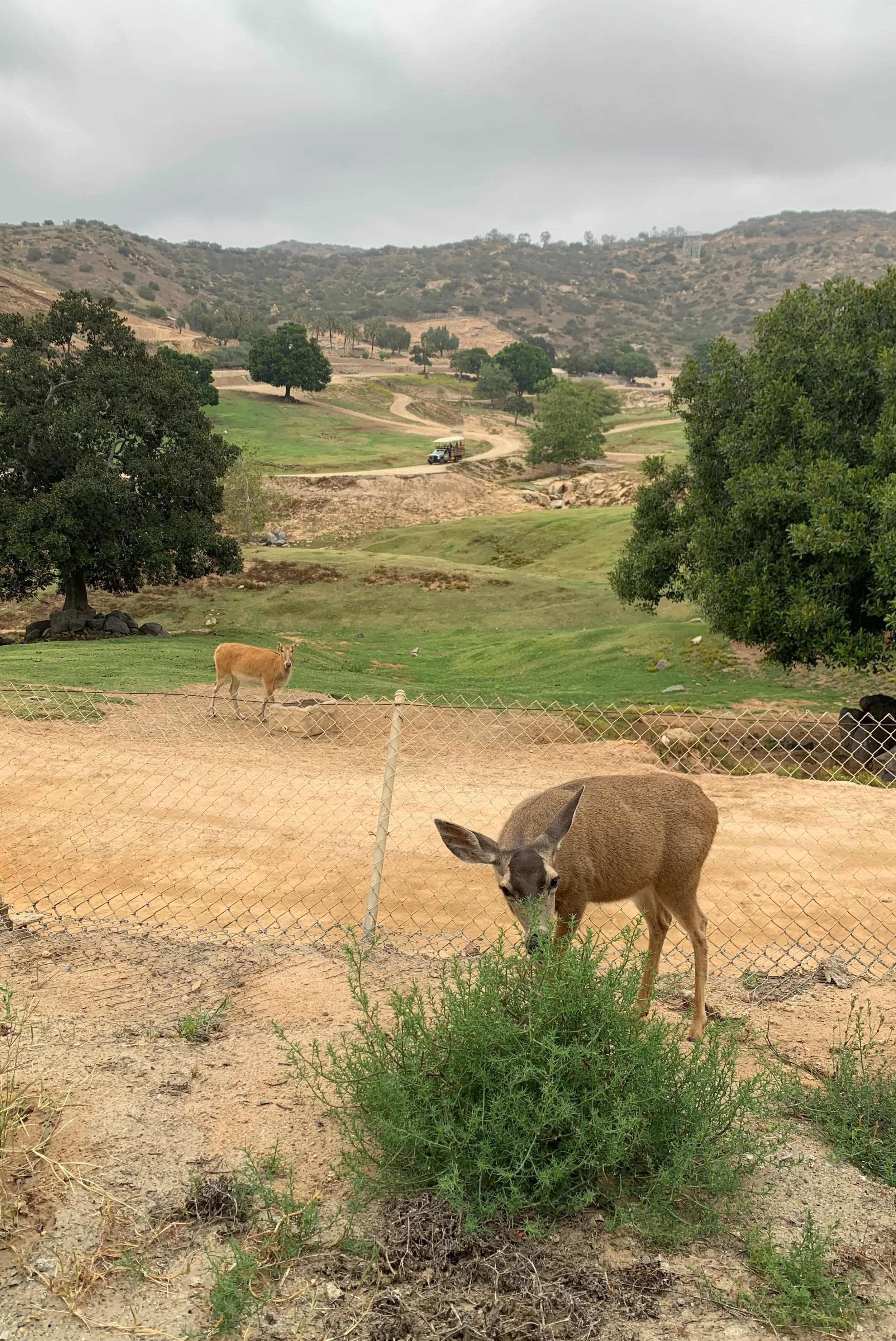 san-diego-safari-park-cart-safari.jpg
