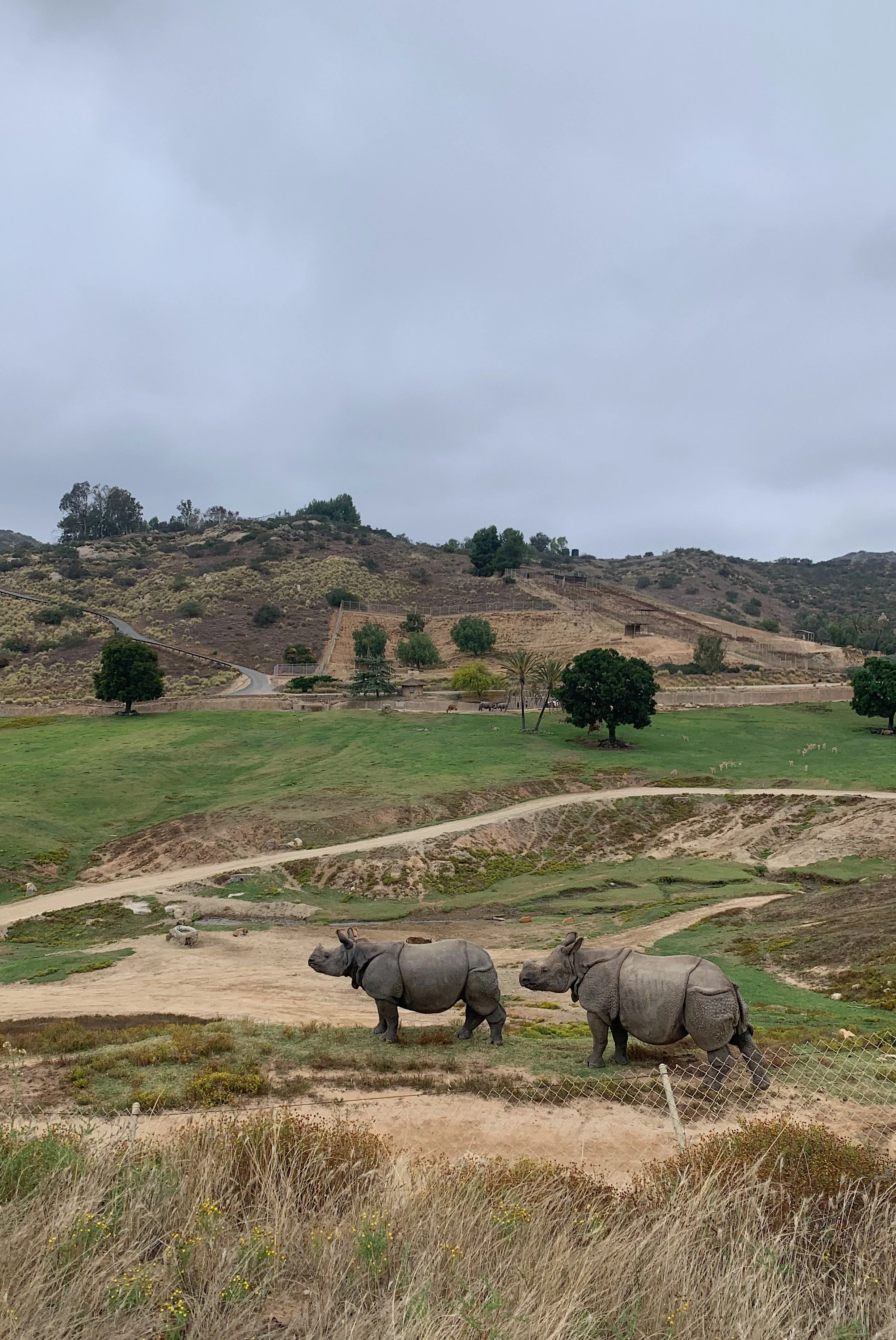 san-diego-safari-park-deluxe-cart-vs-wildlife-safari-review.jpg