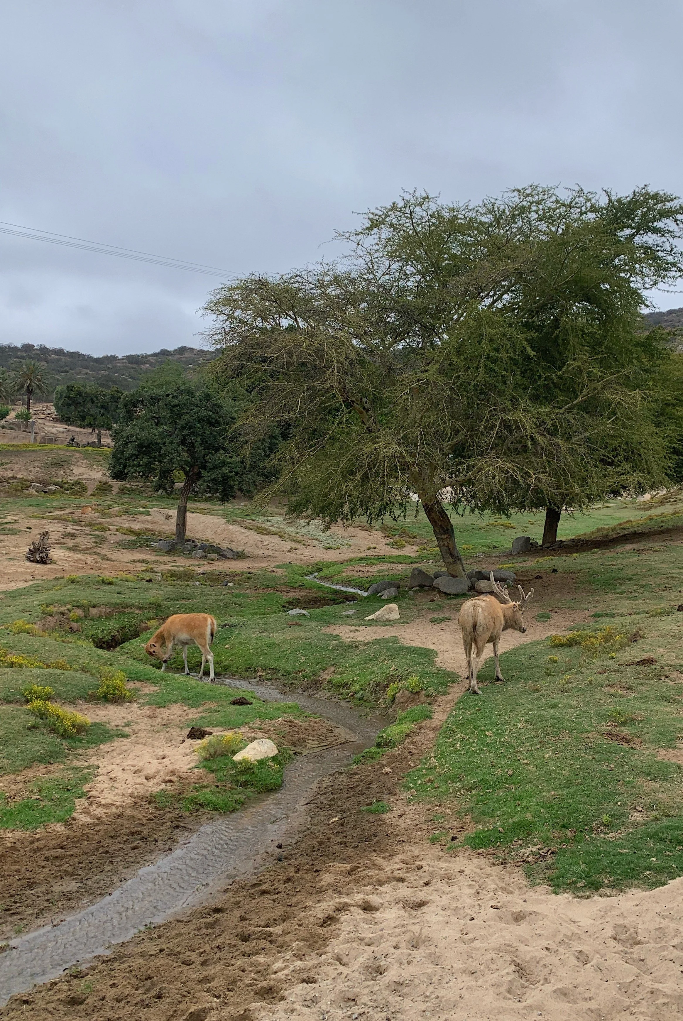 san-diego-safari-park-deluxe-wildlife-vs-cart-safari-better.jpg